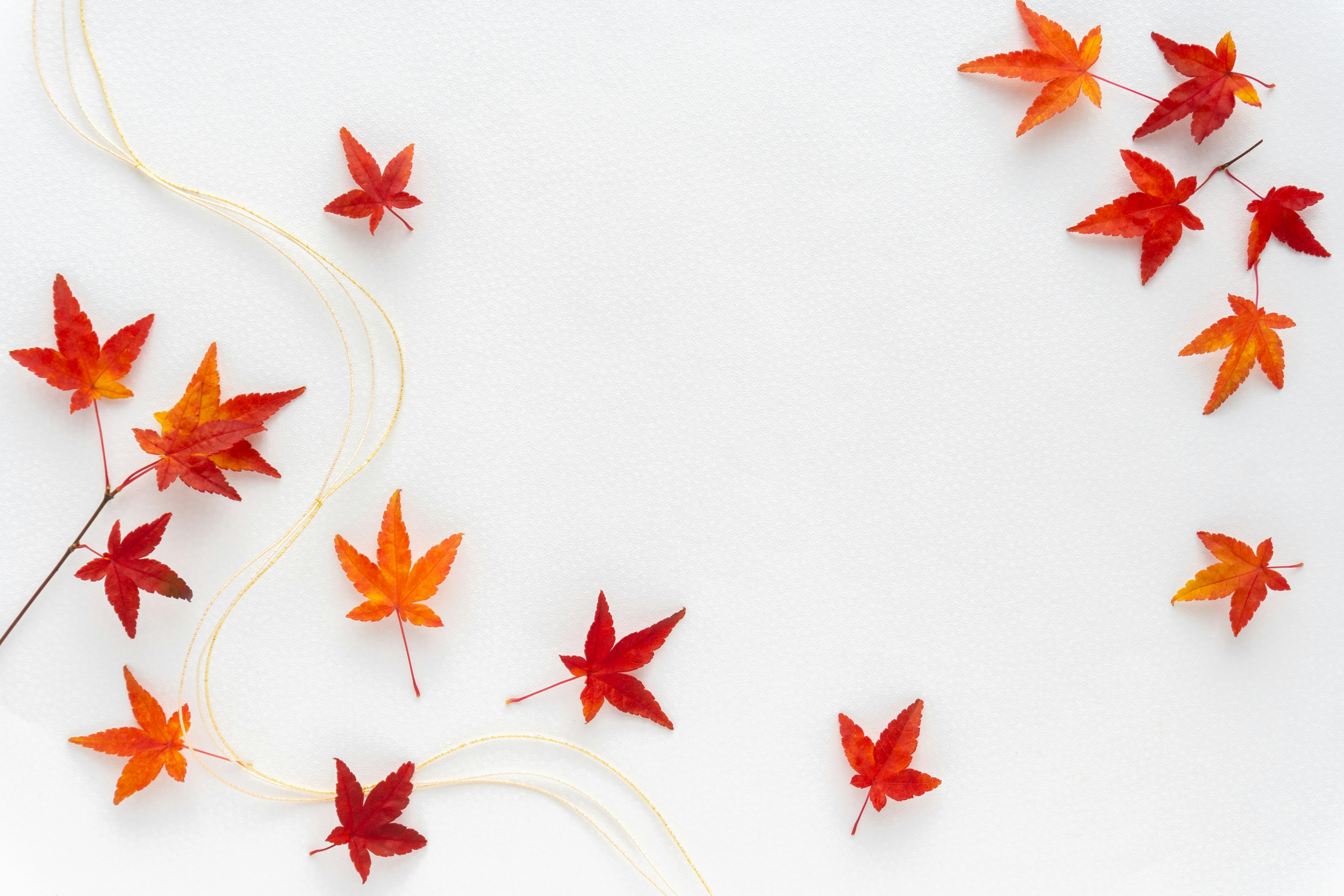 Scattered red and orange maple leaves on a white background