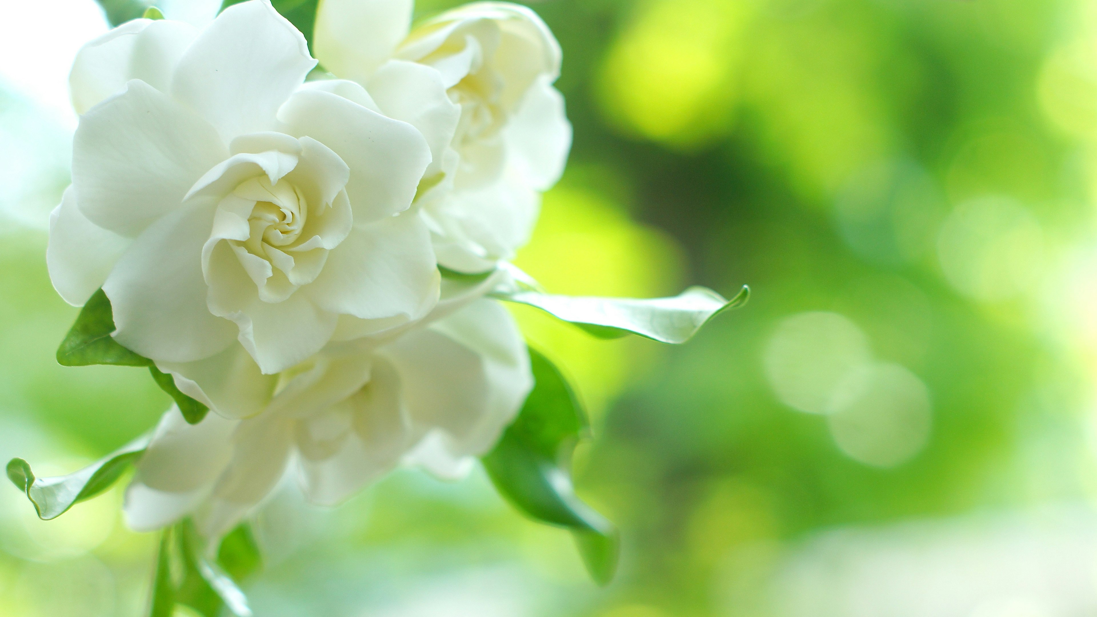 Eine weiße Gardenia-Blume hebt sich vor einem grünen Hintergrund ab