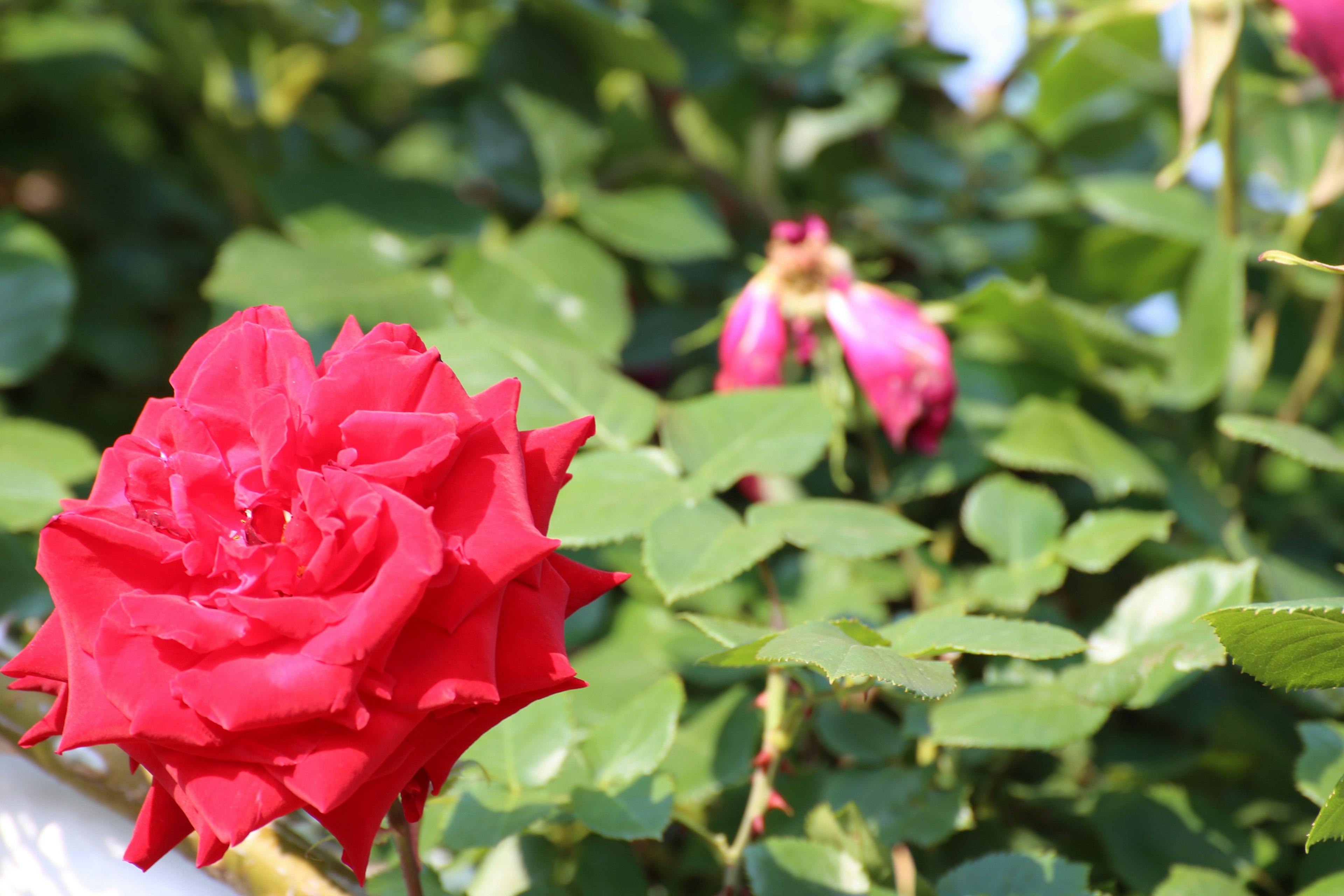 Rosa roja vibrante con brotes rosas rodeada de hojas verdes