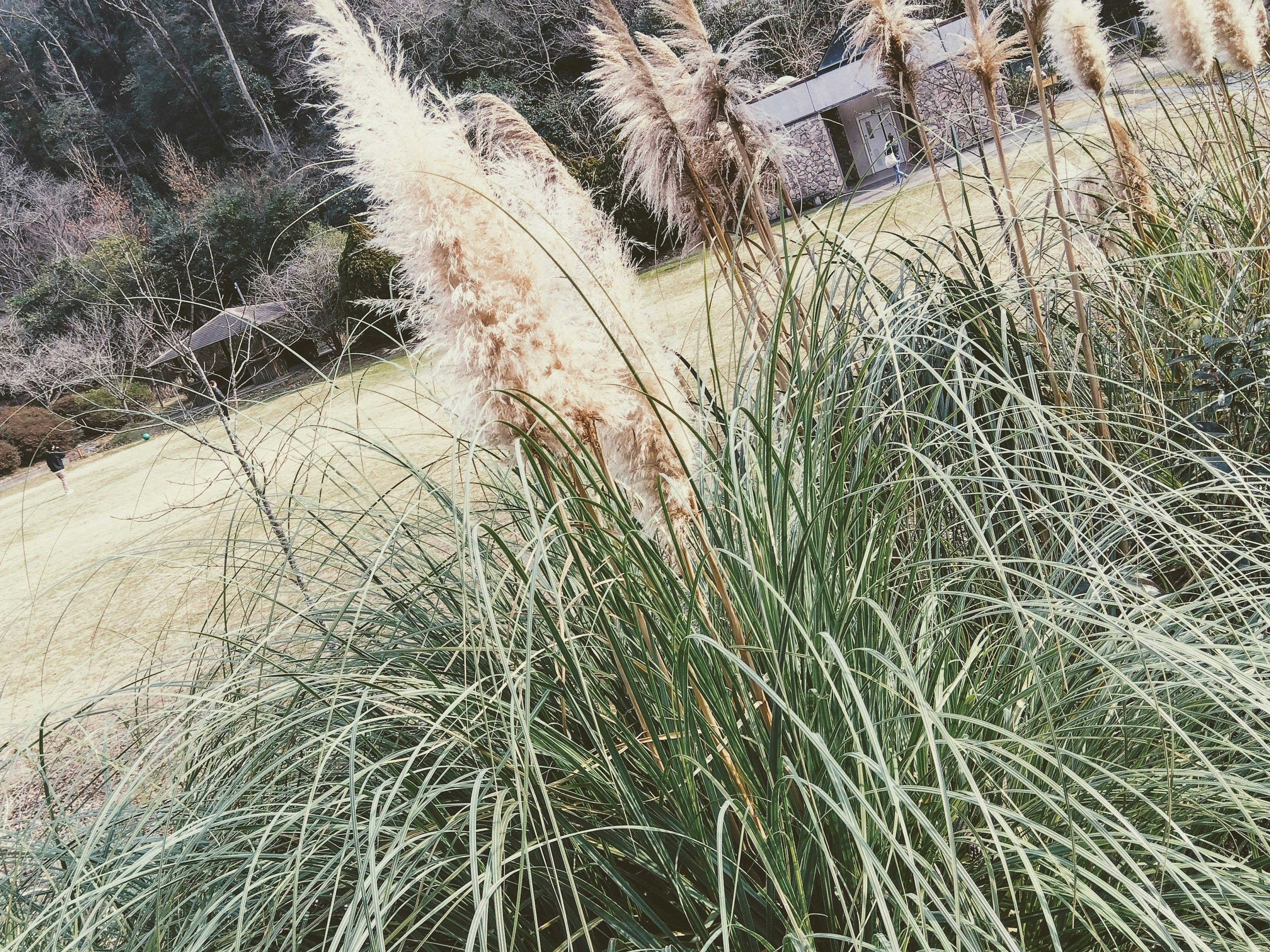 Rumput pampas dengan warna lembut tumbuh di ladang dengan pemandangan sekeliling