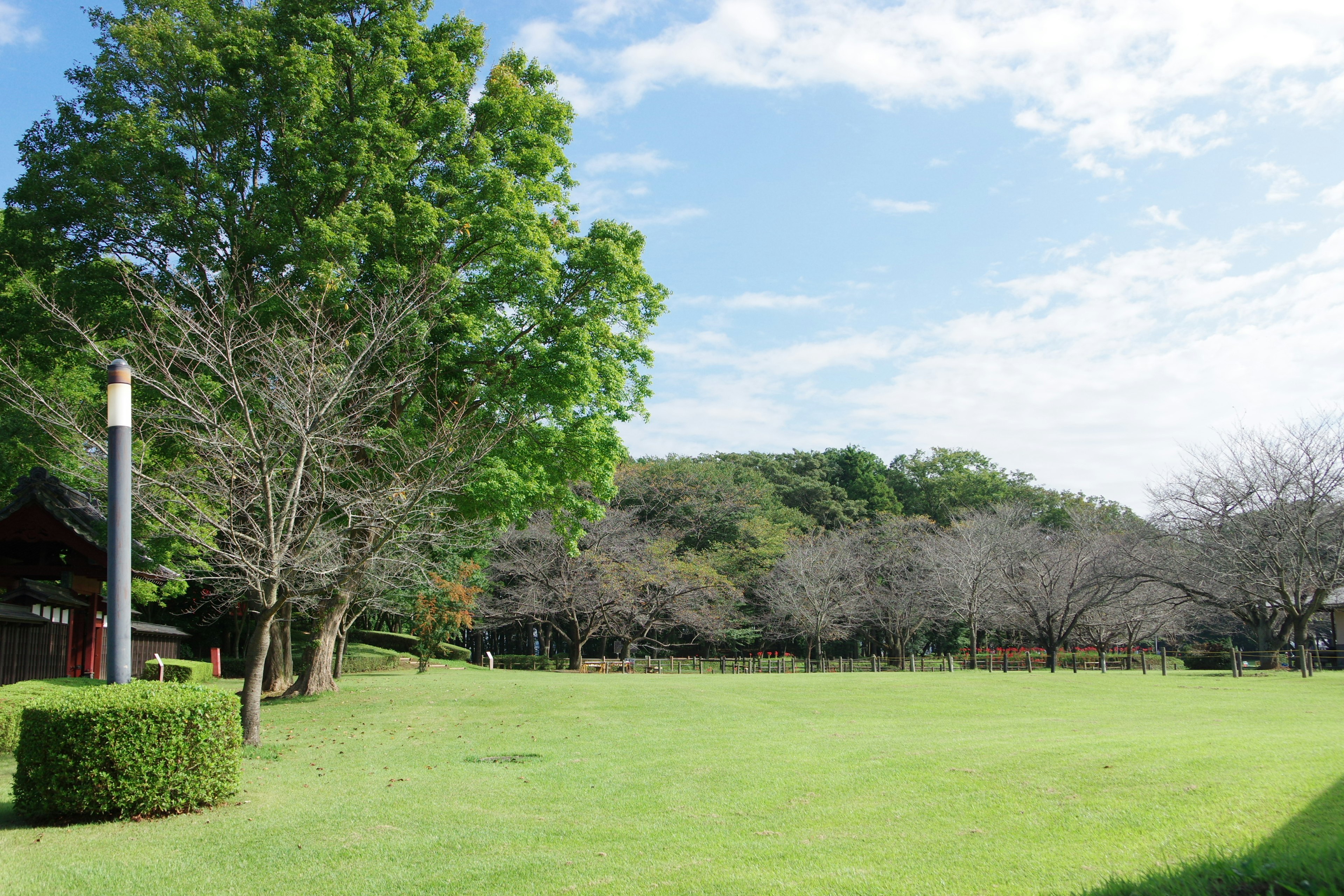 Un paysage avec de l'herbe verte entourée d'arbres sous un ciel bleu