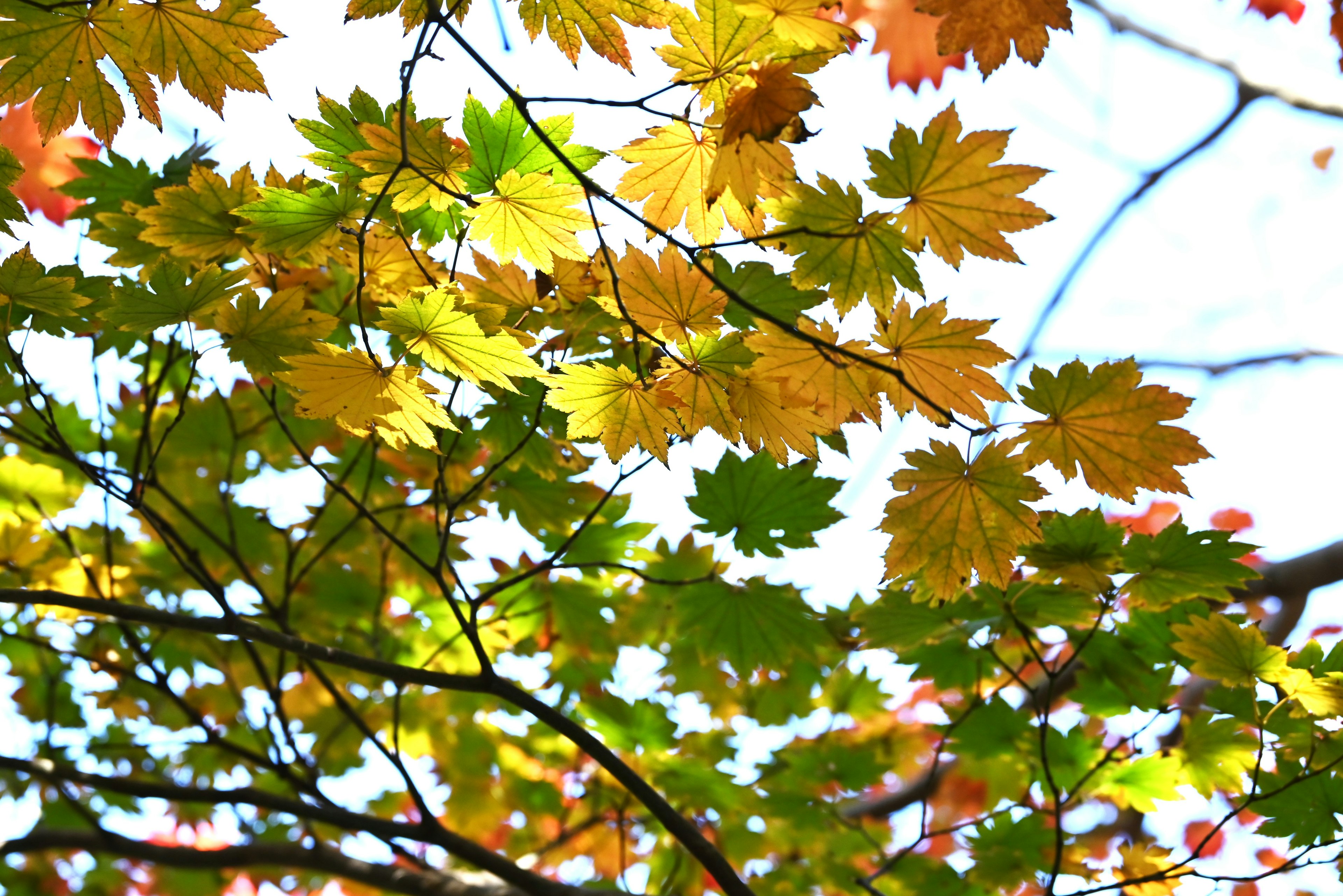 Äste eines Baumes mit Herbstblättern in Gelb und Grün