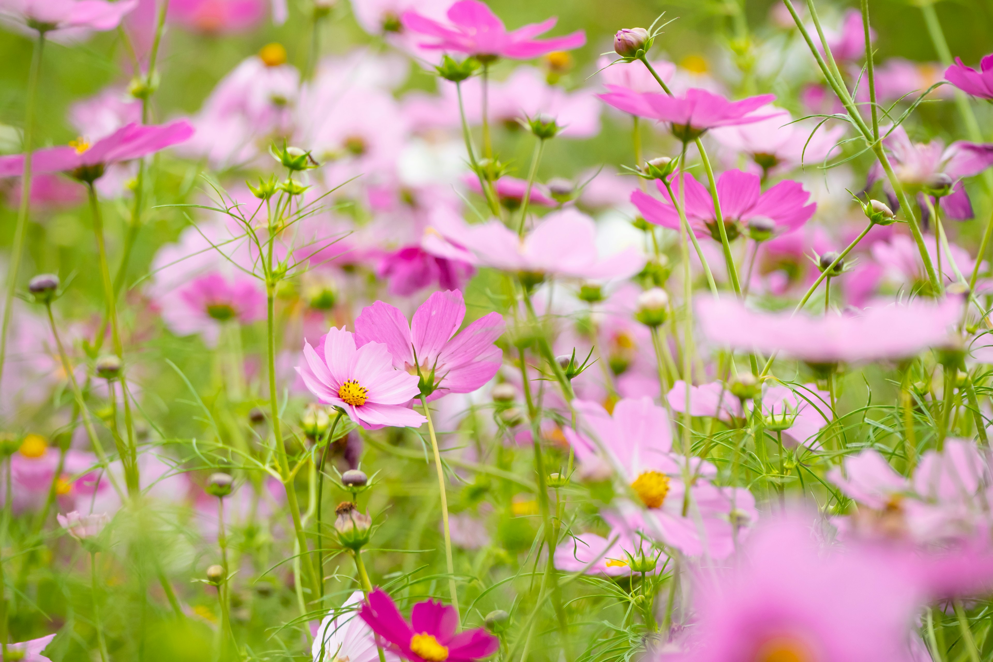 Un champ de fleurs roses en pleine floraison