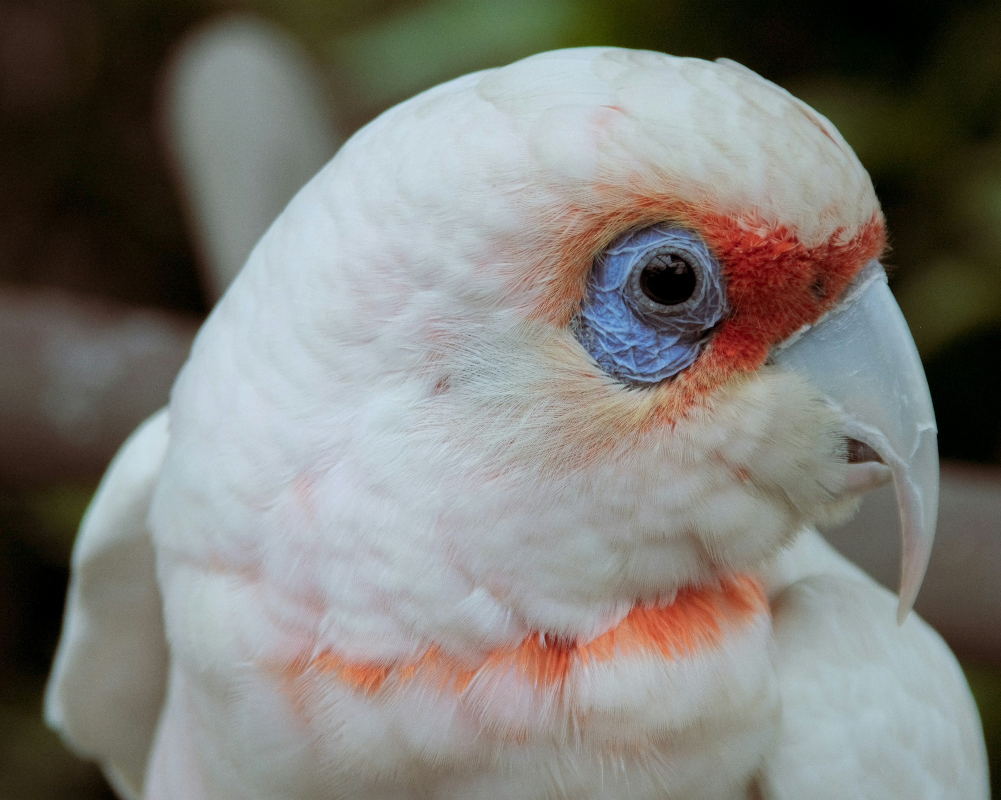 Nahaufnahme eines weißen Papageis mit roten Markierungen und blauem Auge