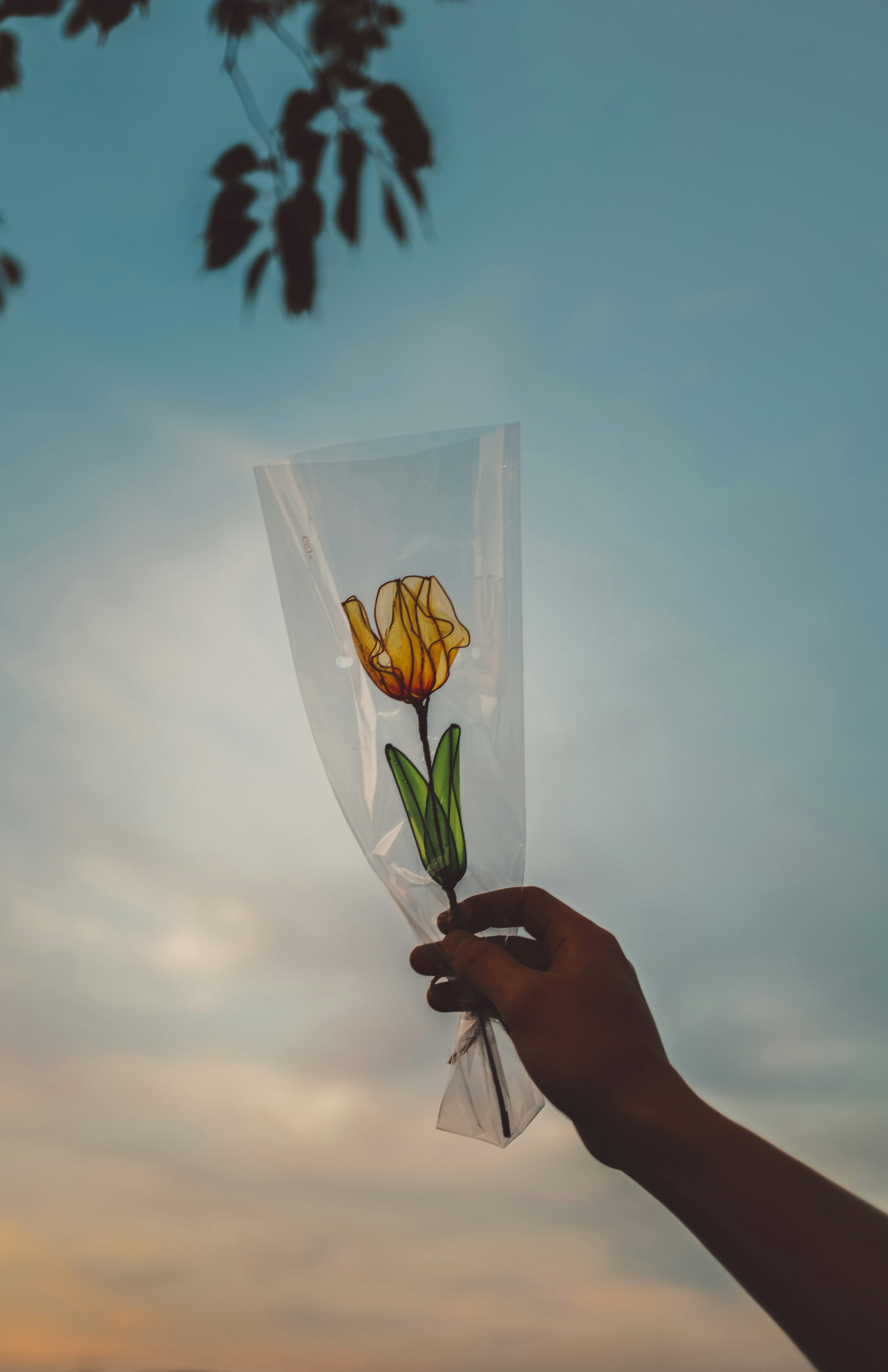 Una mano che tiene un fiore giallo avvolto contro un cielo blu