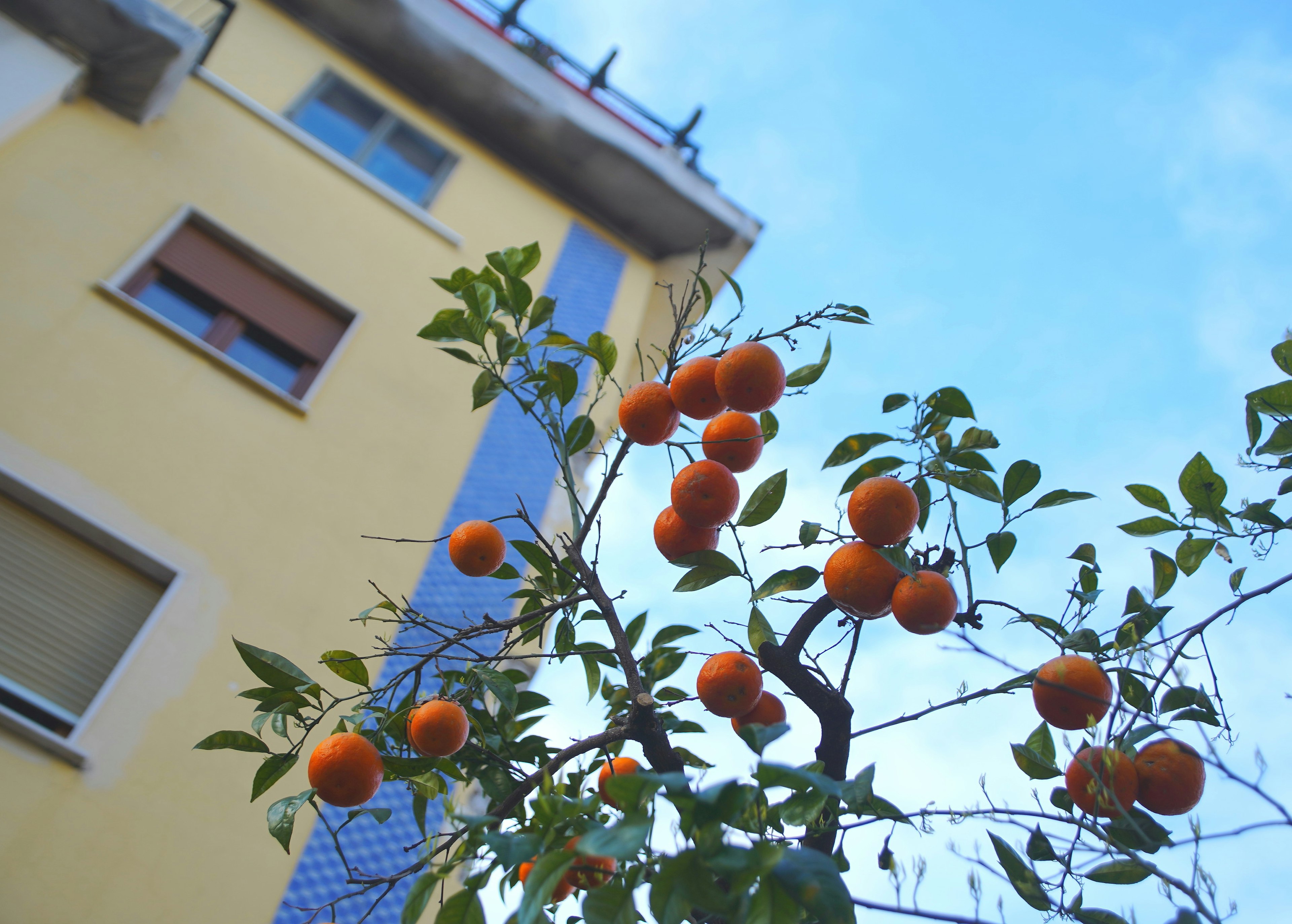 Baum mit Orangen und einem Teil eines gelben Gebäudes