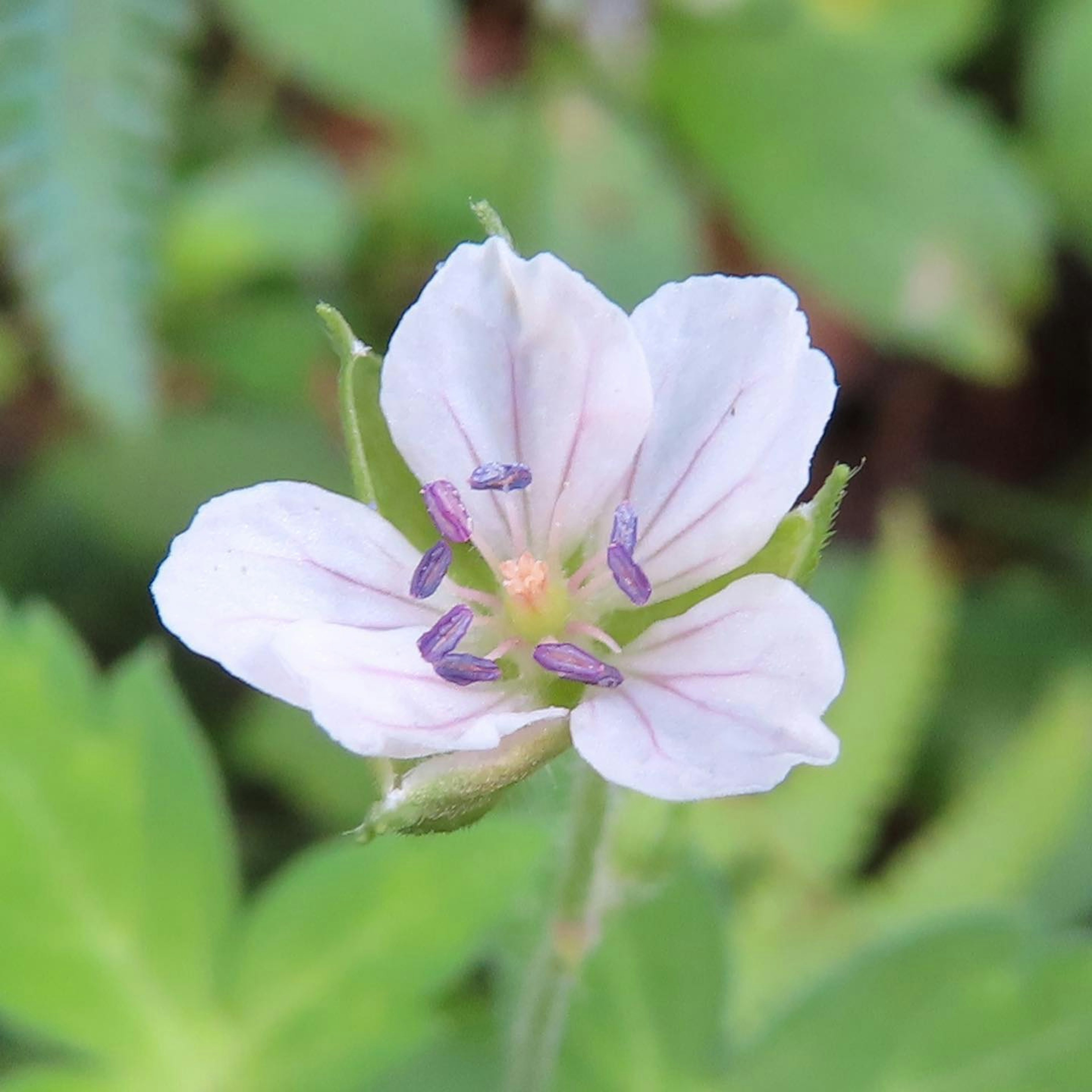 Primo piano di un fiore viola chiaro con foglie verdi