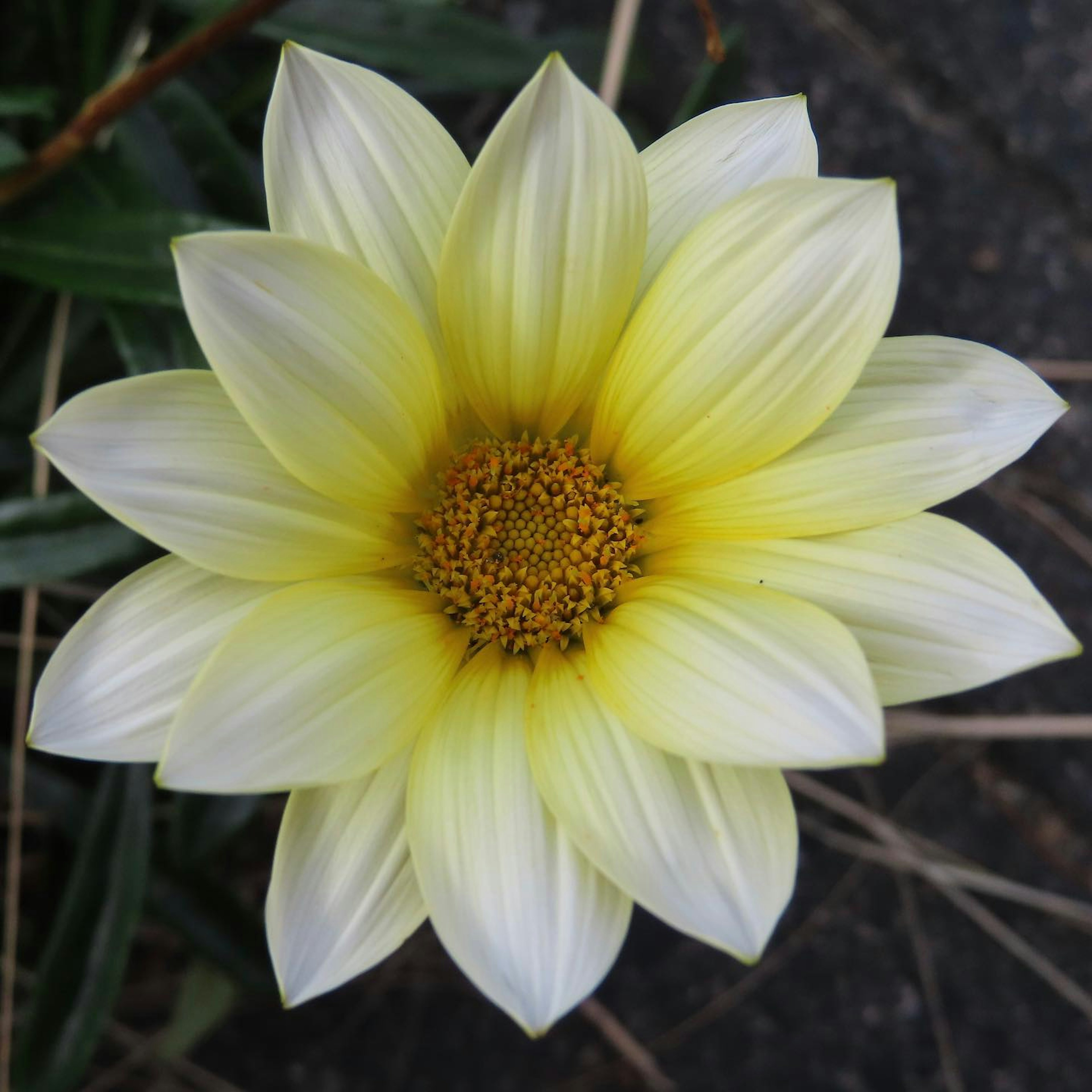 Un bellissimo fiore con petali gialli e un gruppo centrale di stami