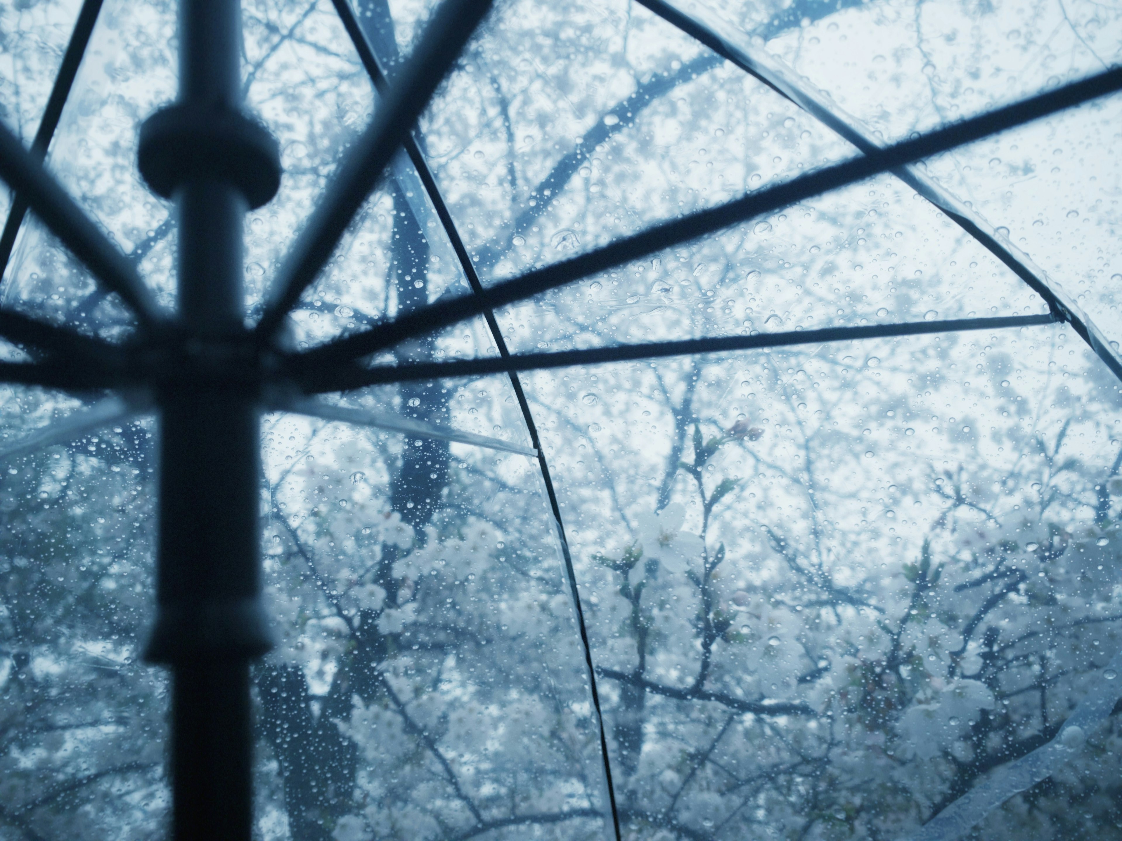 Blick auf Kirschblüten und Regen von unter einem Regenschirm