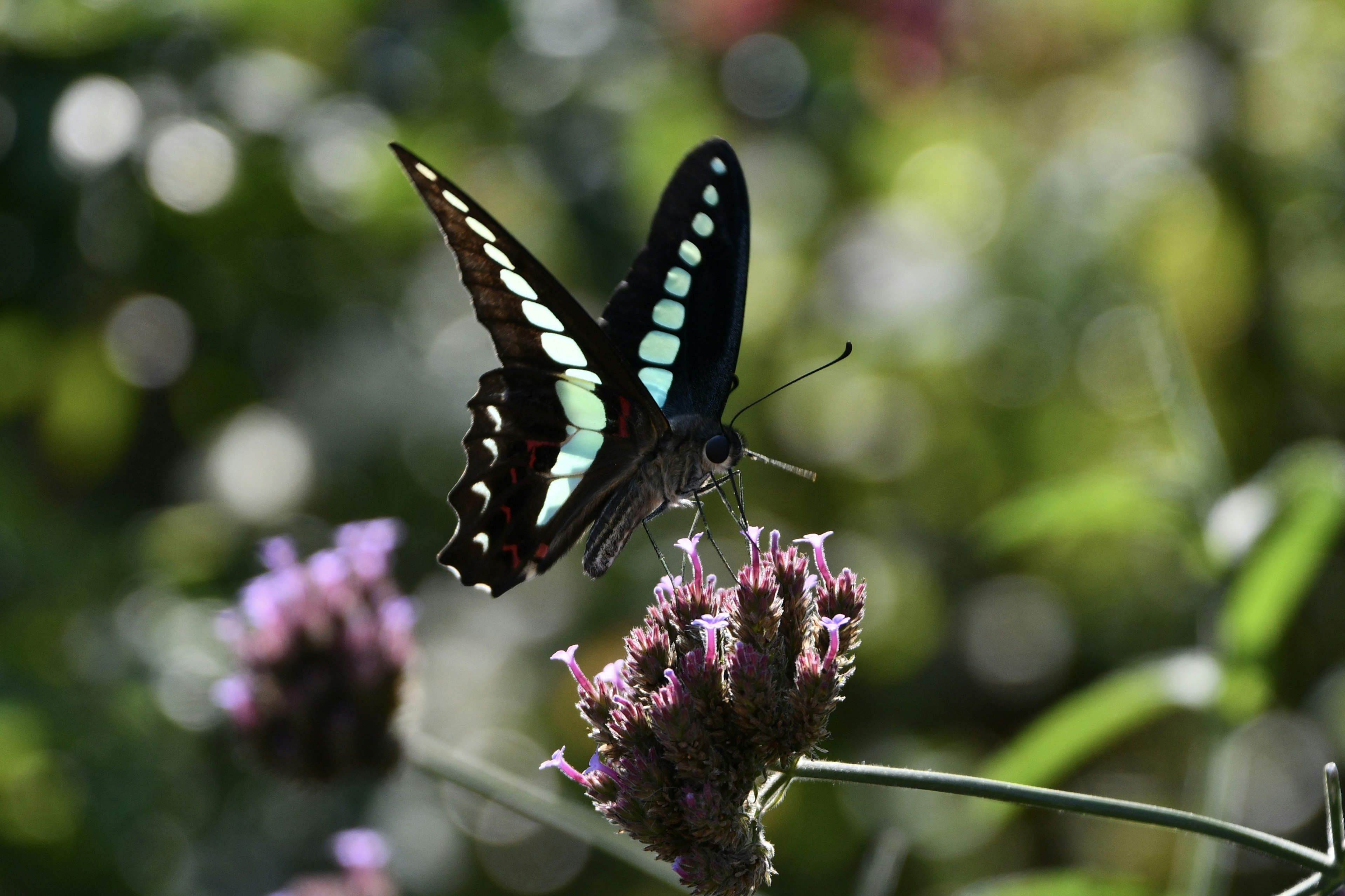 Butterfly with blue wings perched on a flower