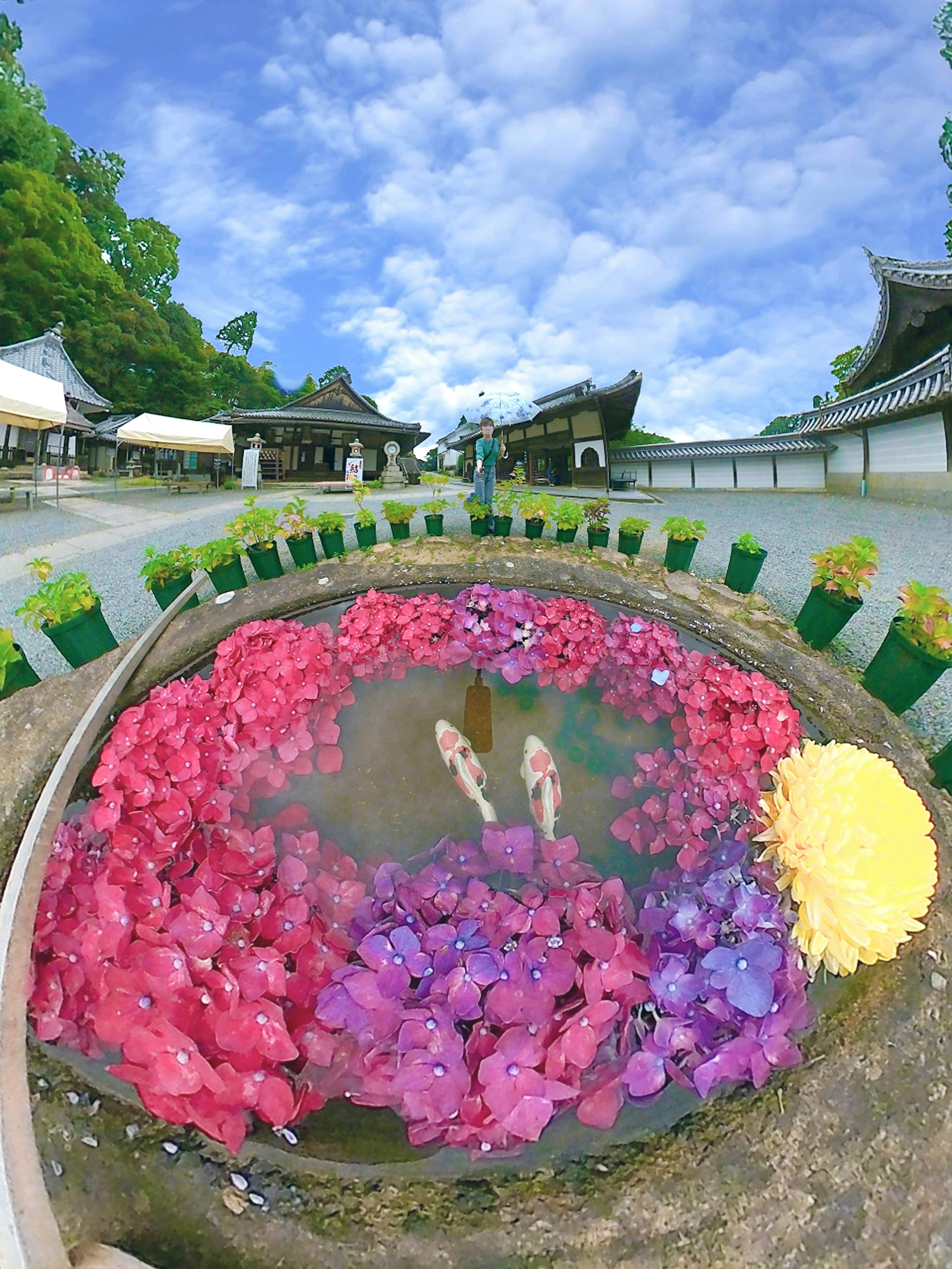 美しい池に浮かぶ色とりどりの睡蓮と金魚の景色