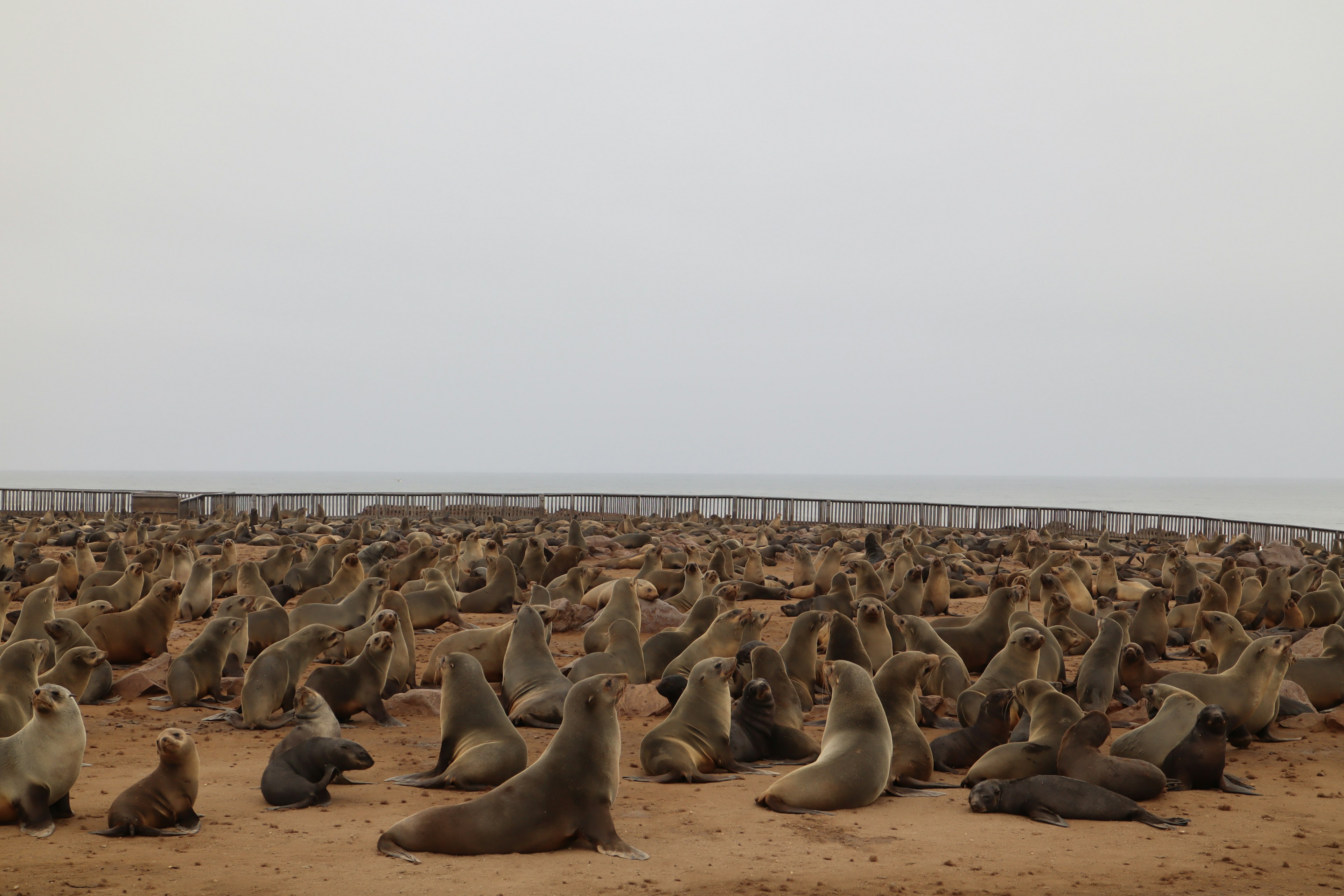 Un grand groupe de lions de mer se reposant sur une plage de sable