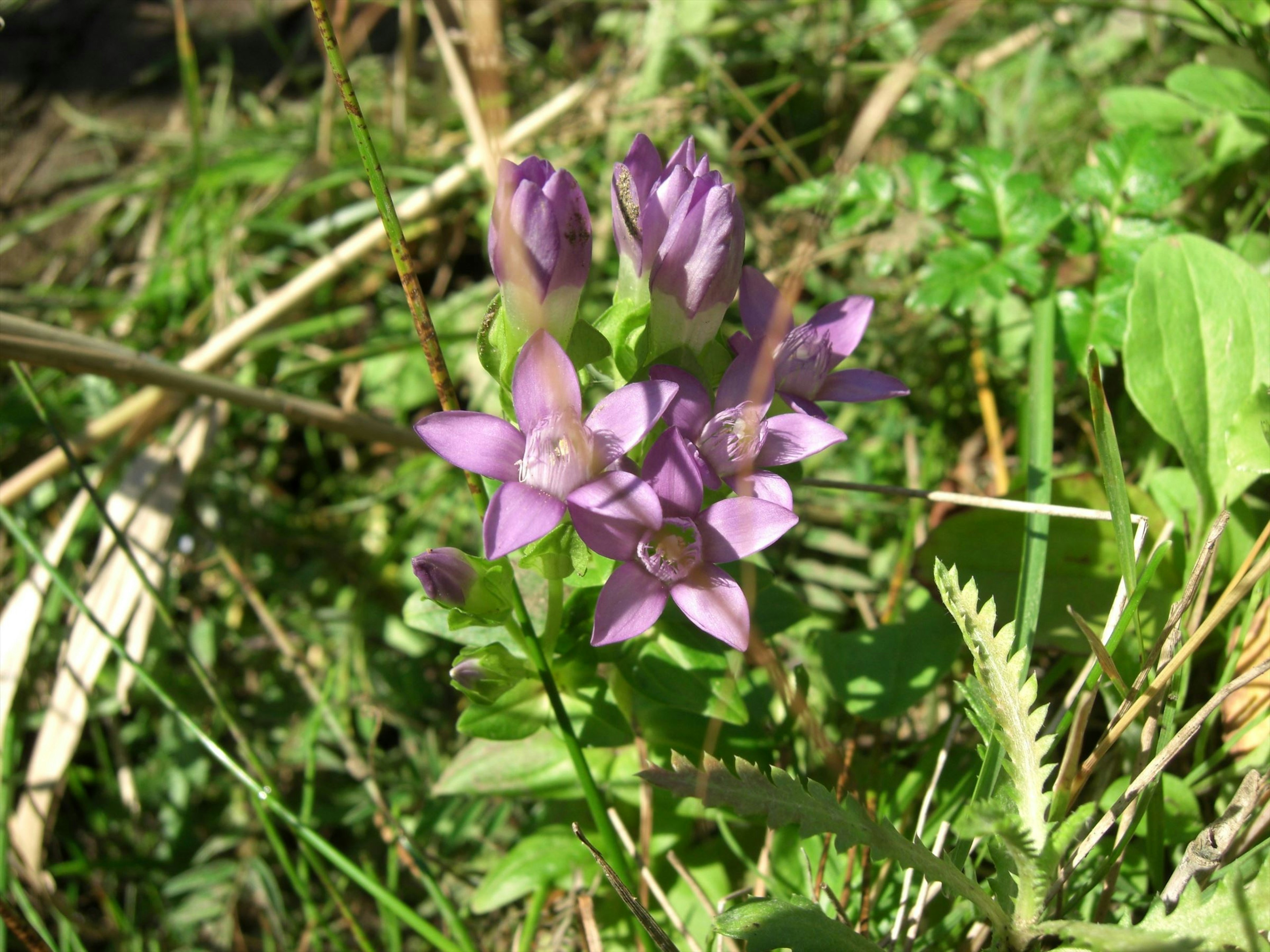 Cluster of purple flowers blooming in a grassy area