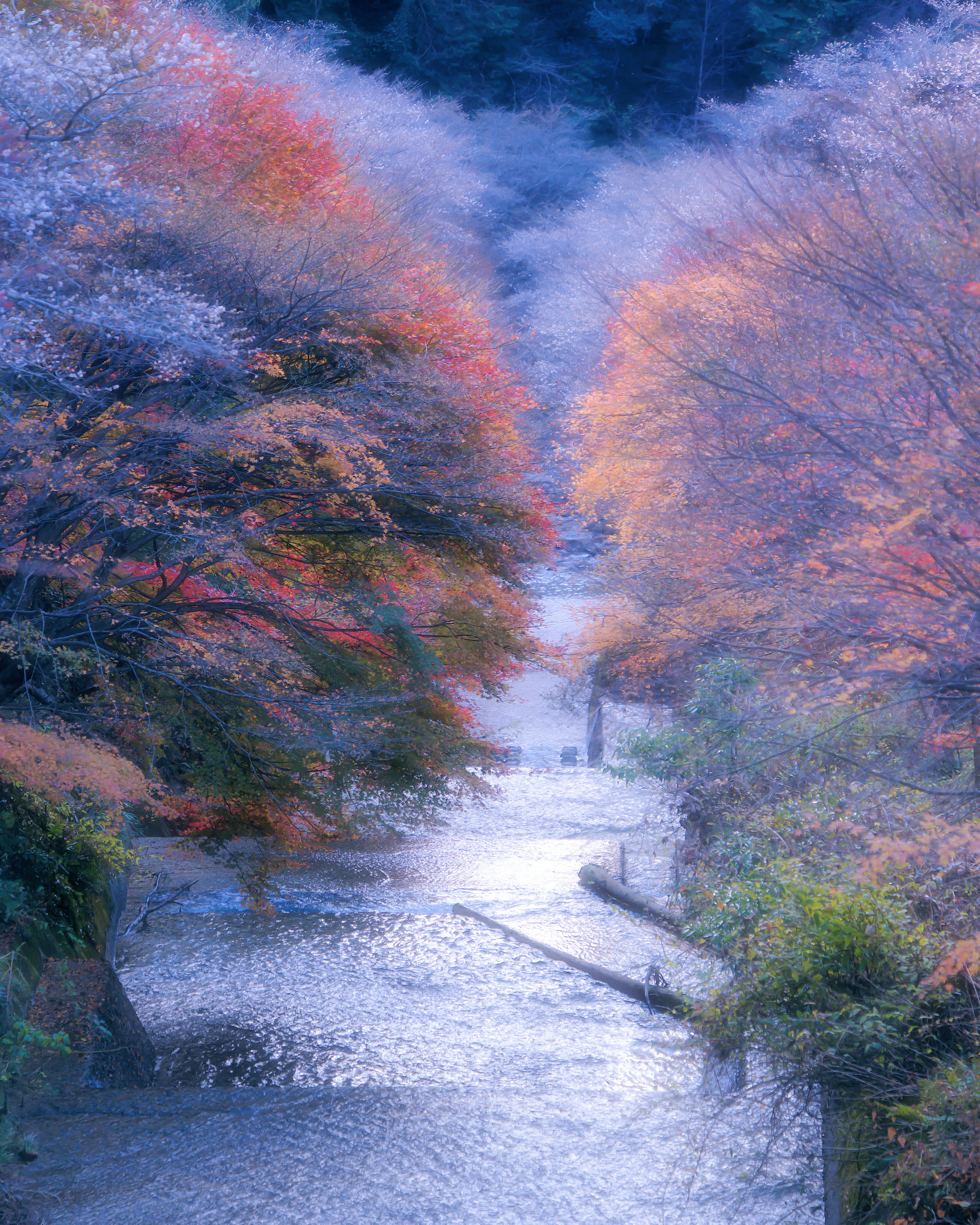 美しい秋の風景 鮮やかな紅葉が並ぶ川の景色