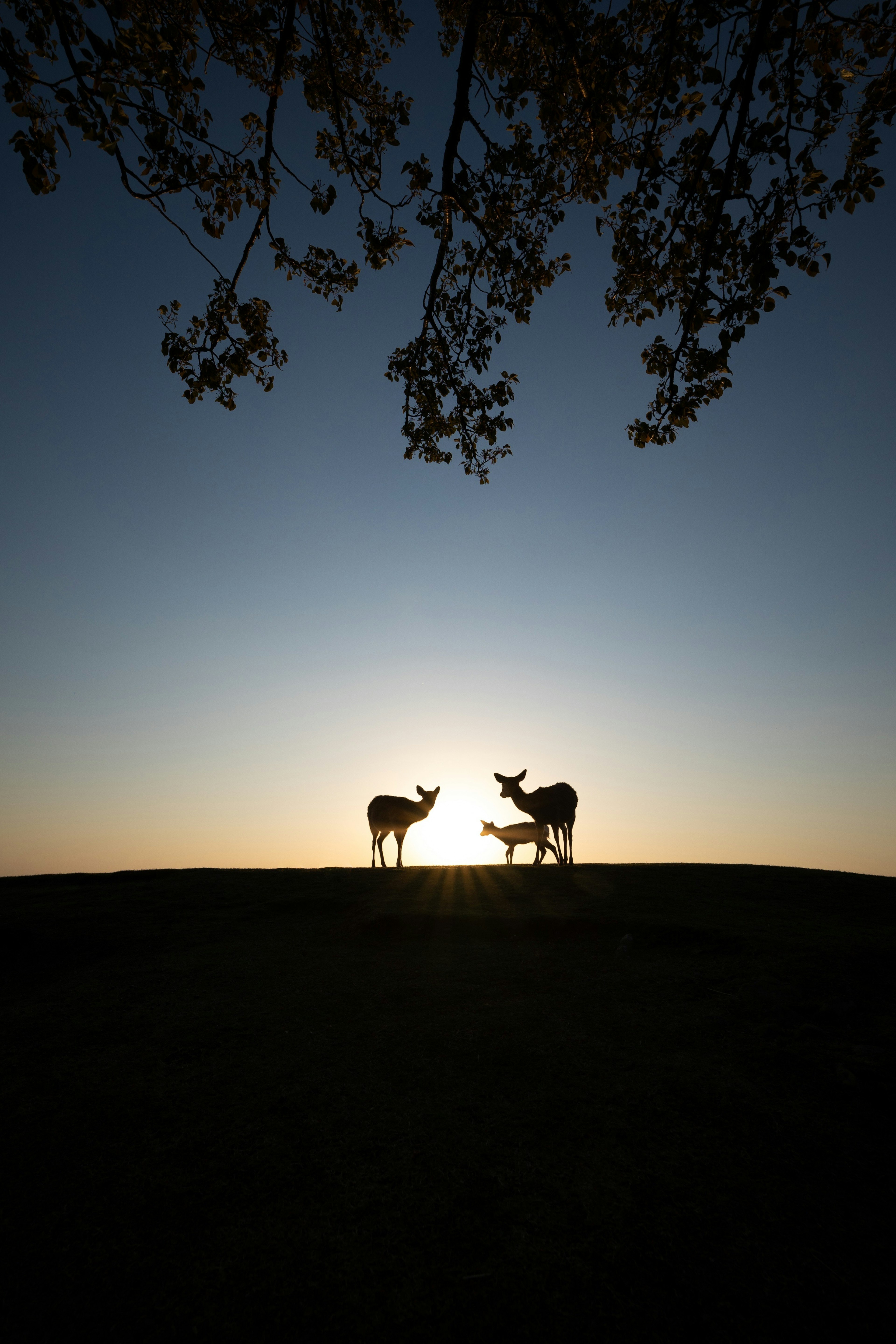 Silhouette de deux cerfs au coucher du soleil