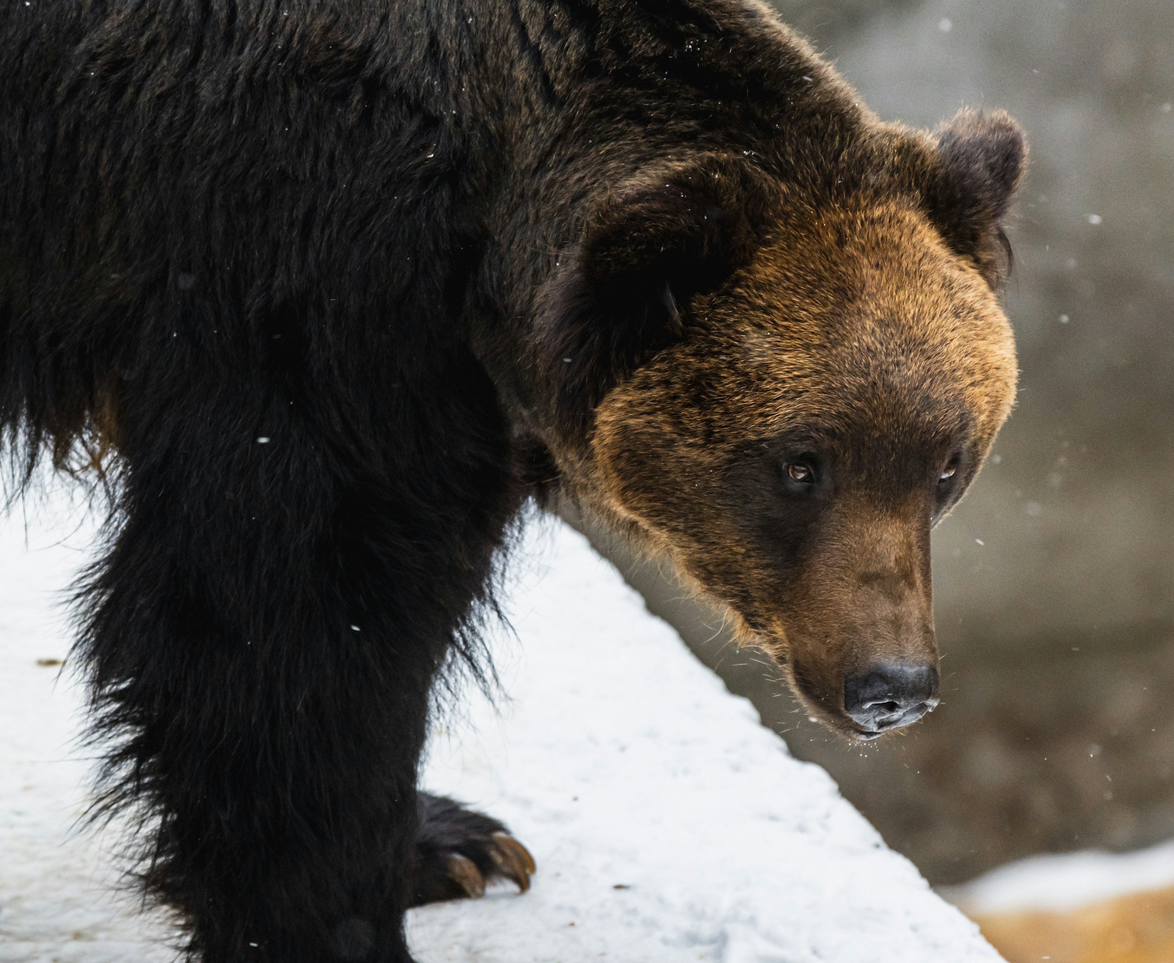 Ein Bär mit dunklem Fell, der sich über den Schnee beugt