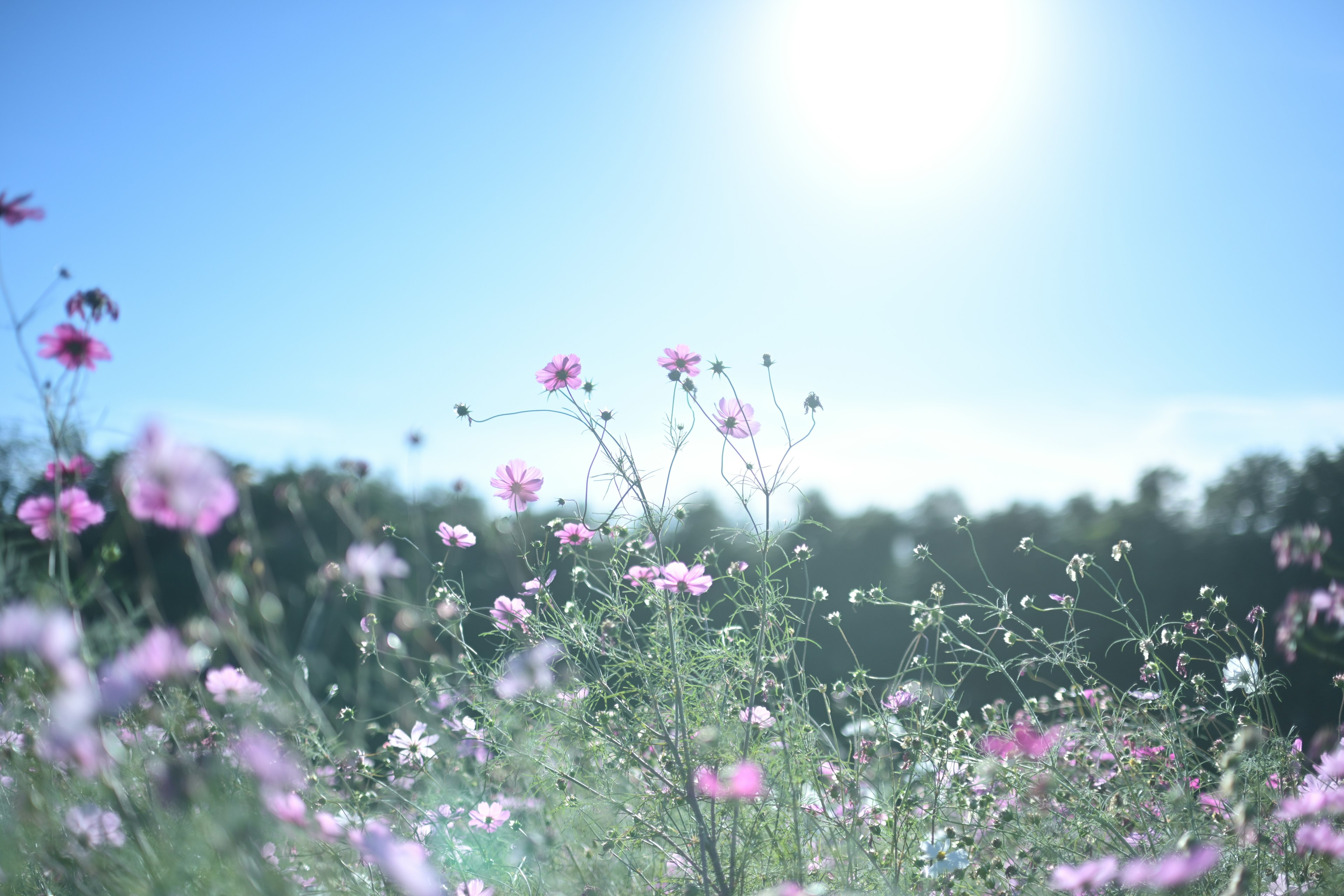 Rosa Blumen blühen unter einem hellblauen Himmel mit Sonnenlicht