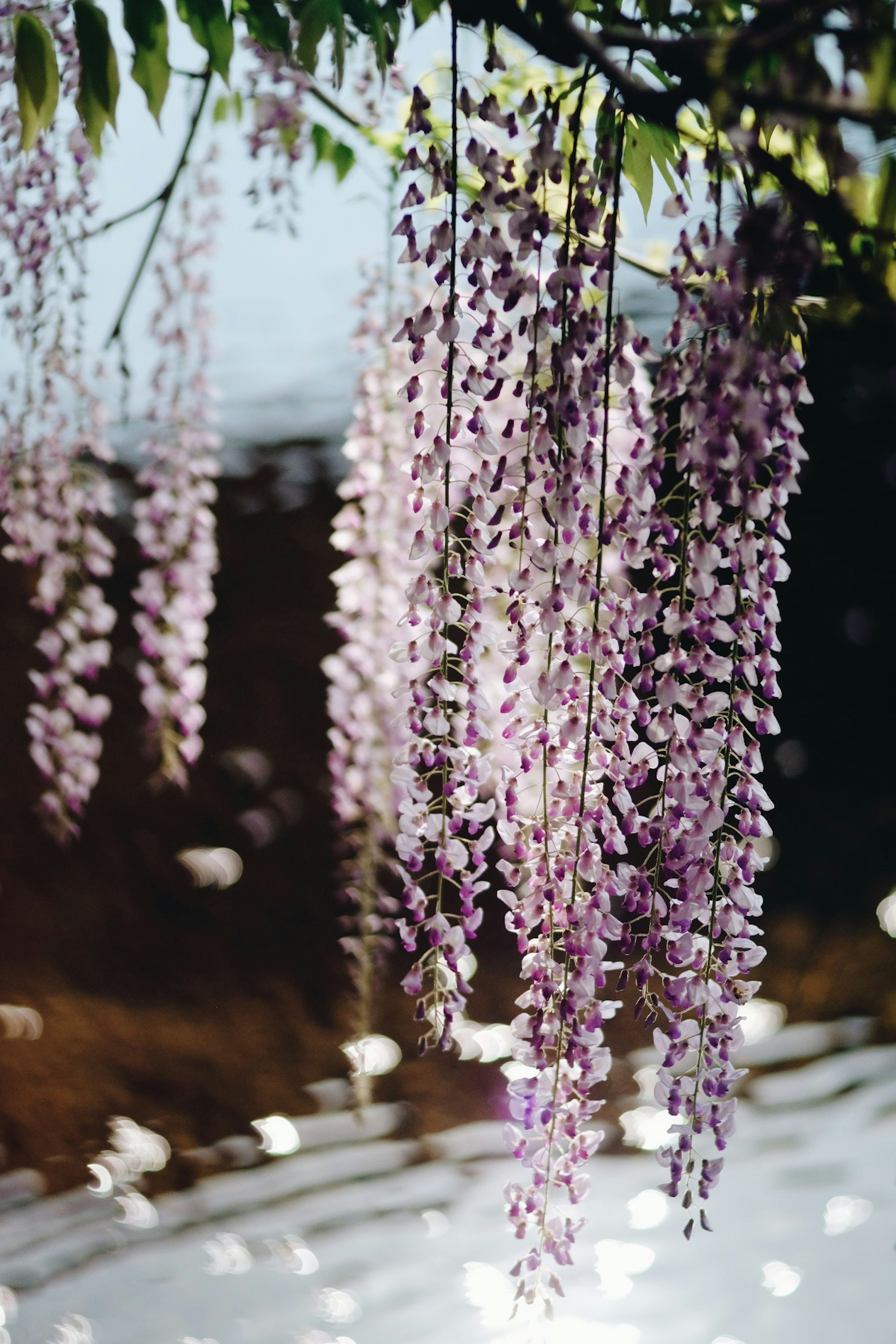 Bella scena di fiori di glicine viola che si riflettono sulla superficie dell'acqua