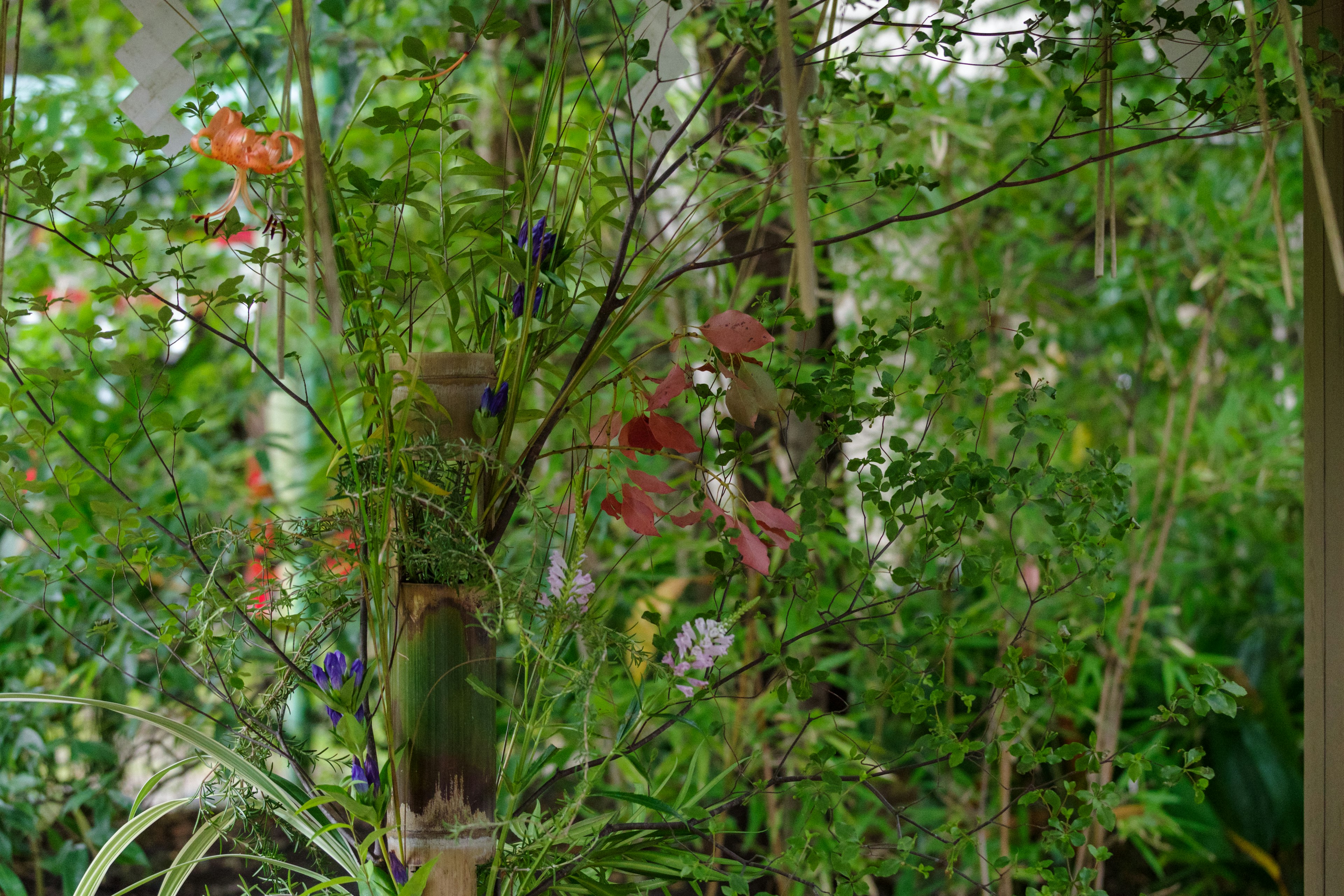 Vegetazione lussureggiante con fiori rossi e viola sullo sfondo