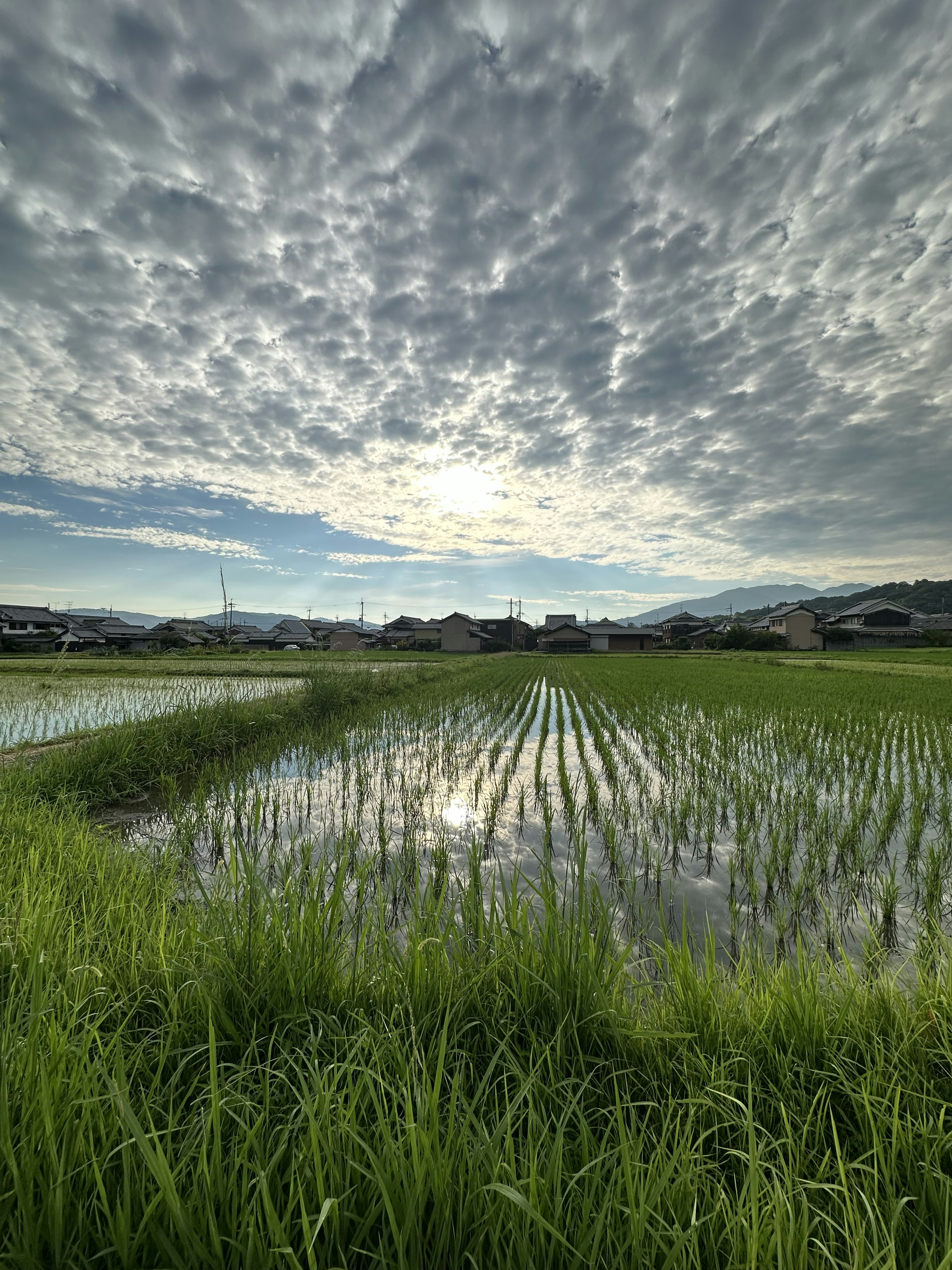 Champs de riz luxuriants avec des reflets de nuages sur l'eau