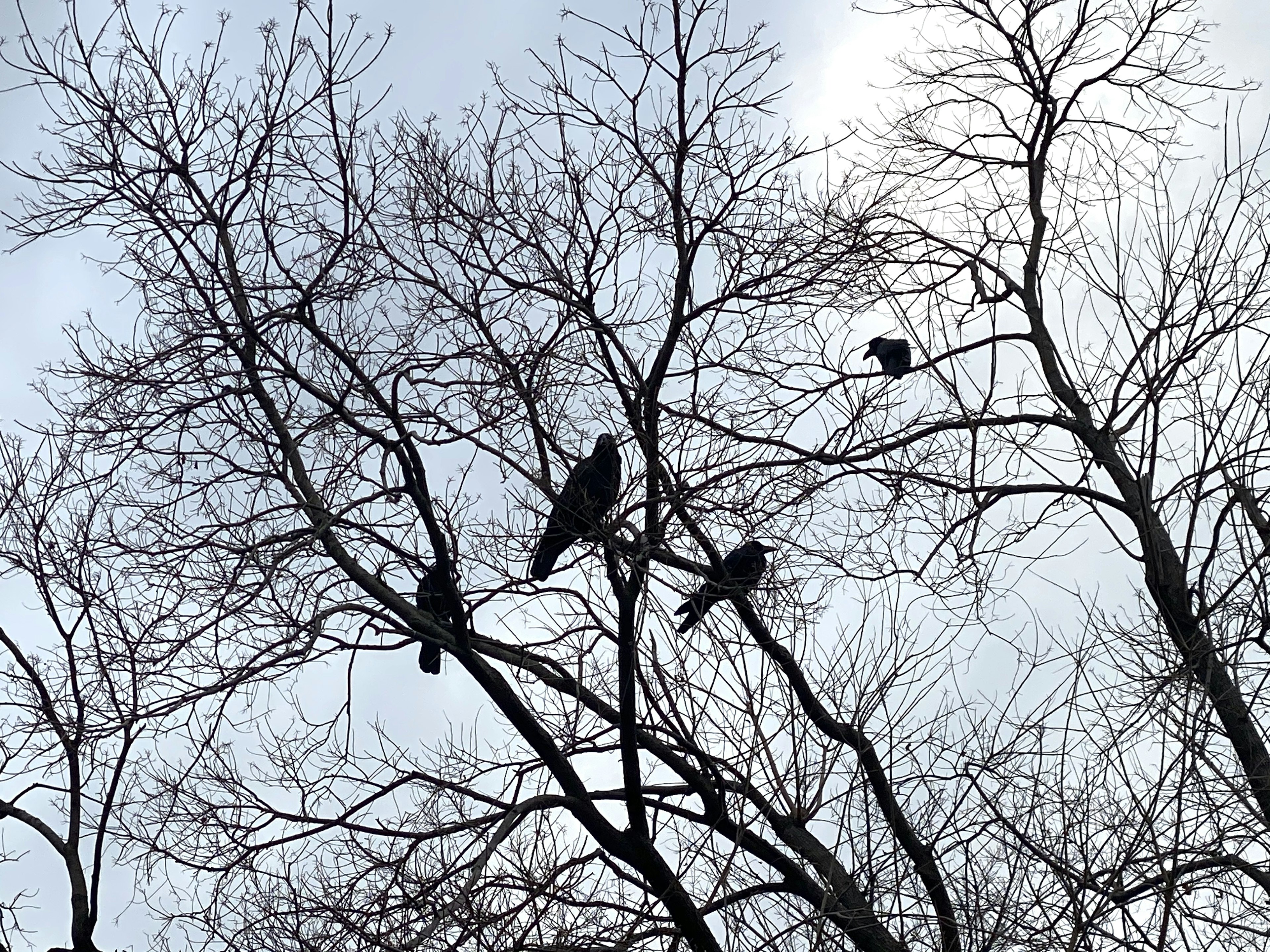 Silhouettes of birds perched on bare winter trees