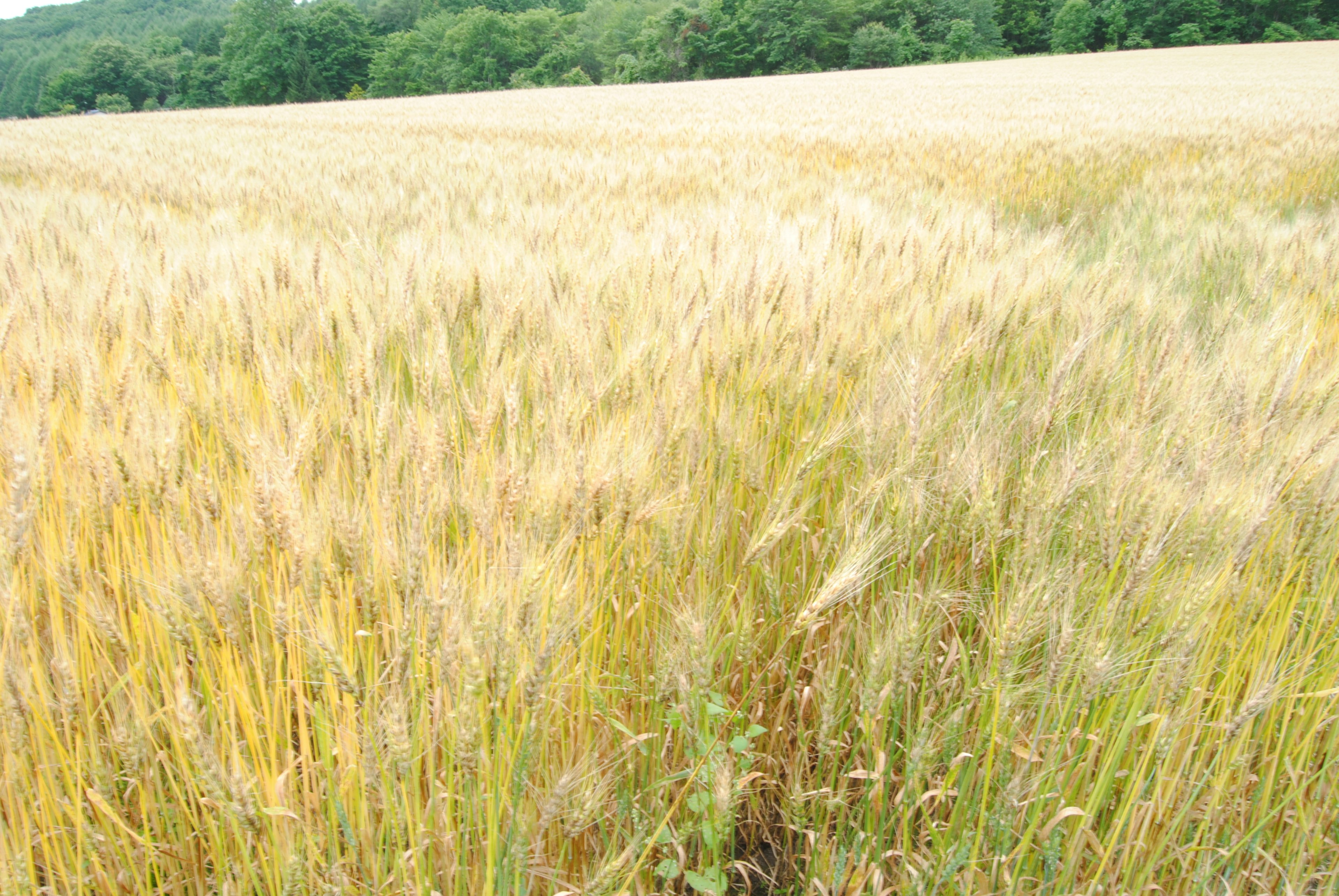 Golden wheat field stretching into the distance green trees in the background