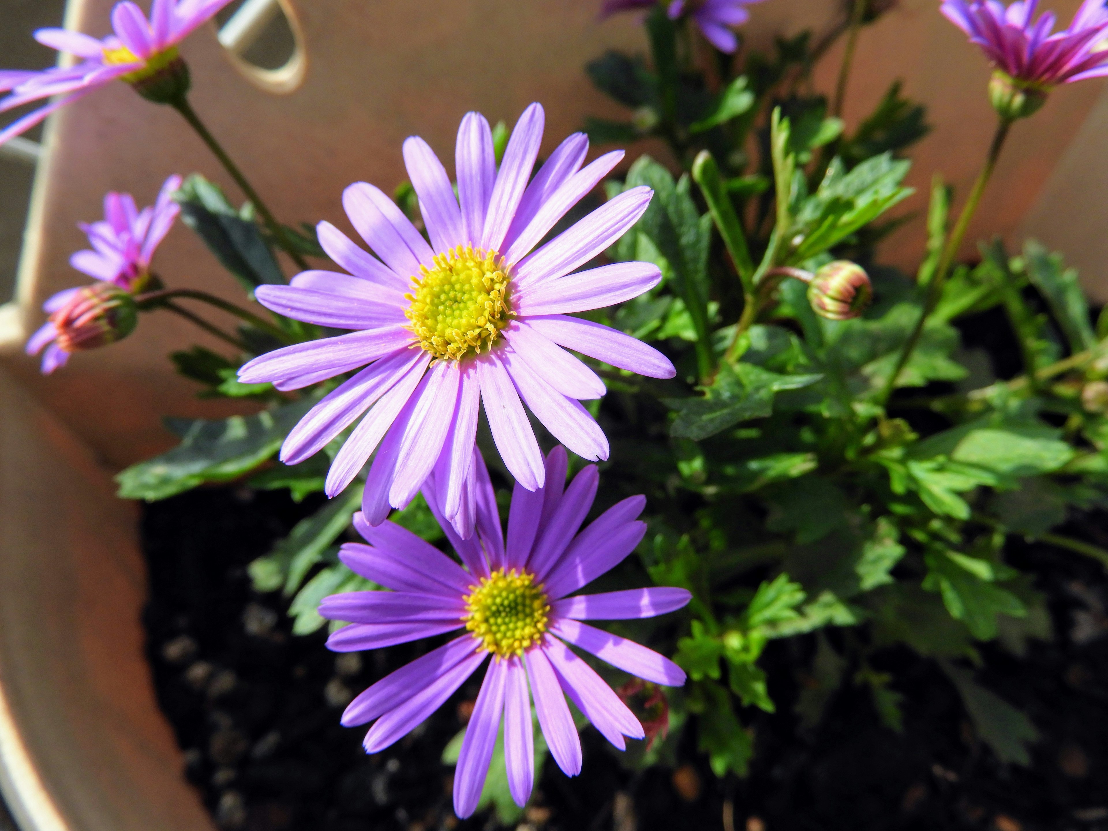 Flores moradas con hojas verdes en una maceta