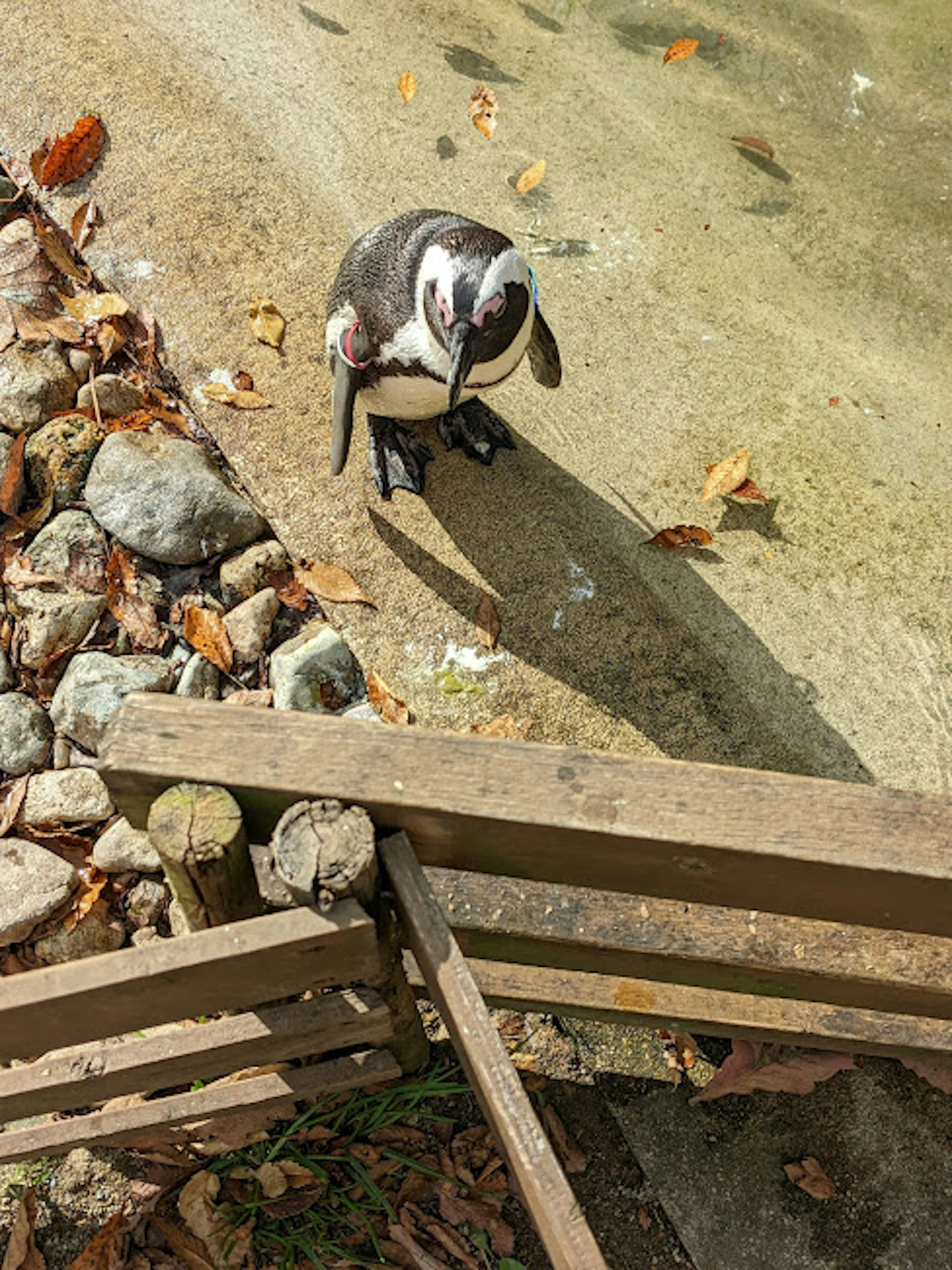 Un pingüino de pie junto al agua rodeado de piedras y tablones de madera