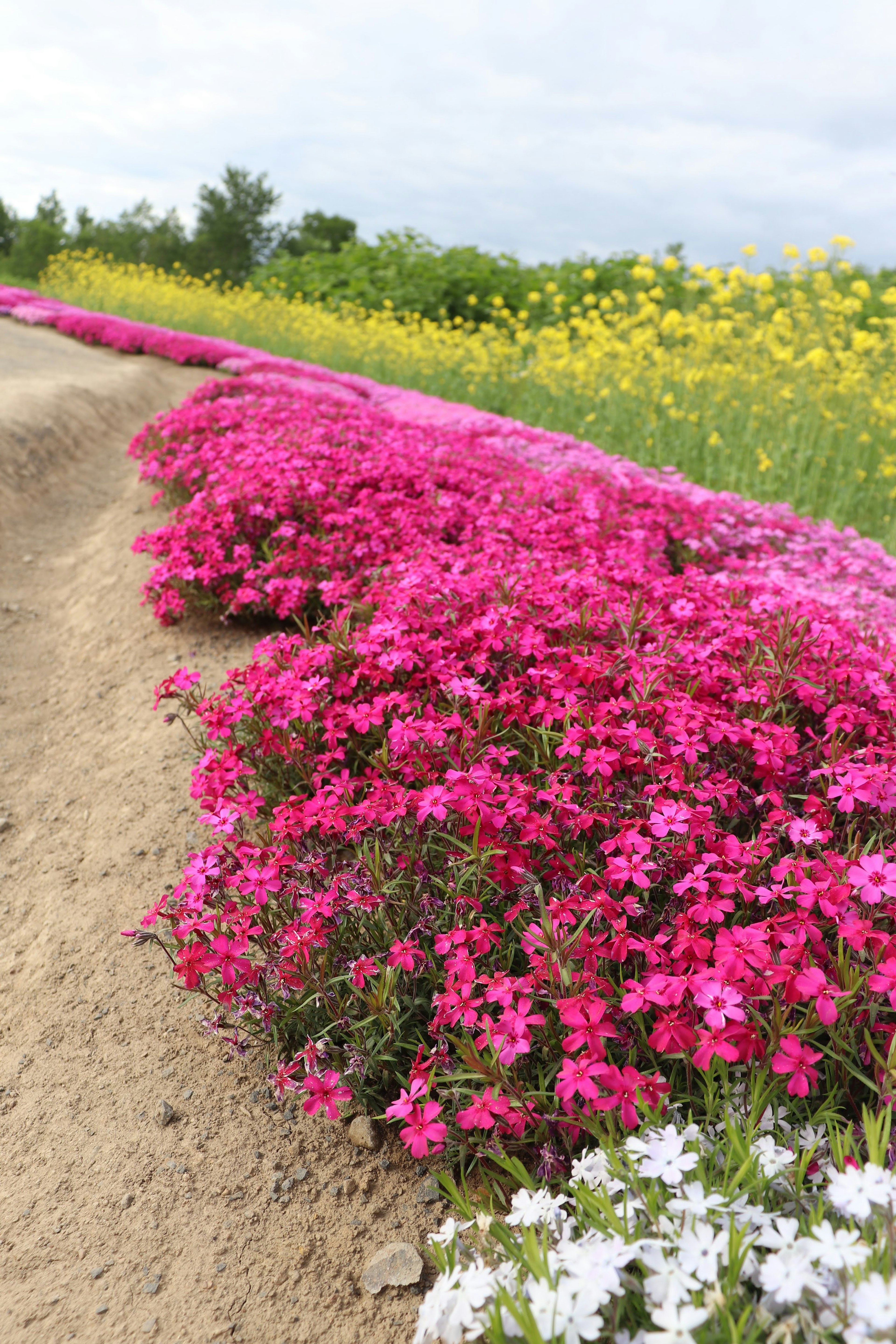 色とりどりの花が咲く風景の写真 ピンクと白の花が並び 緑の背景が広がる