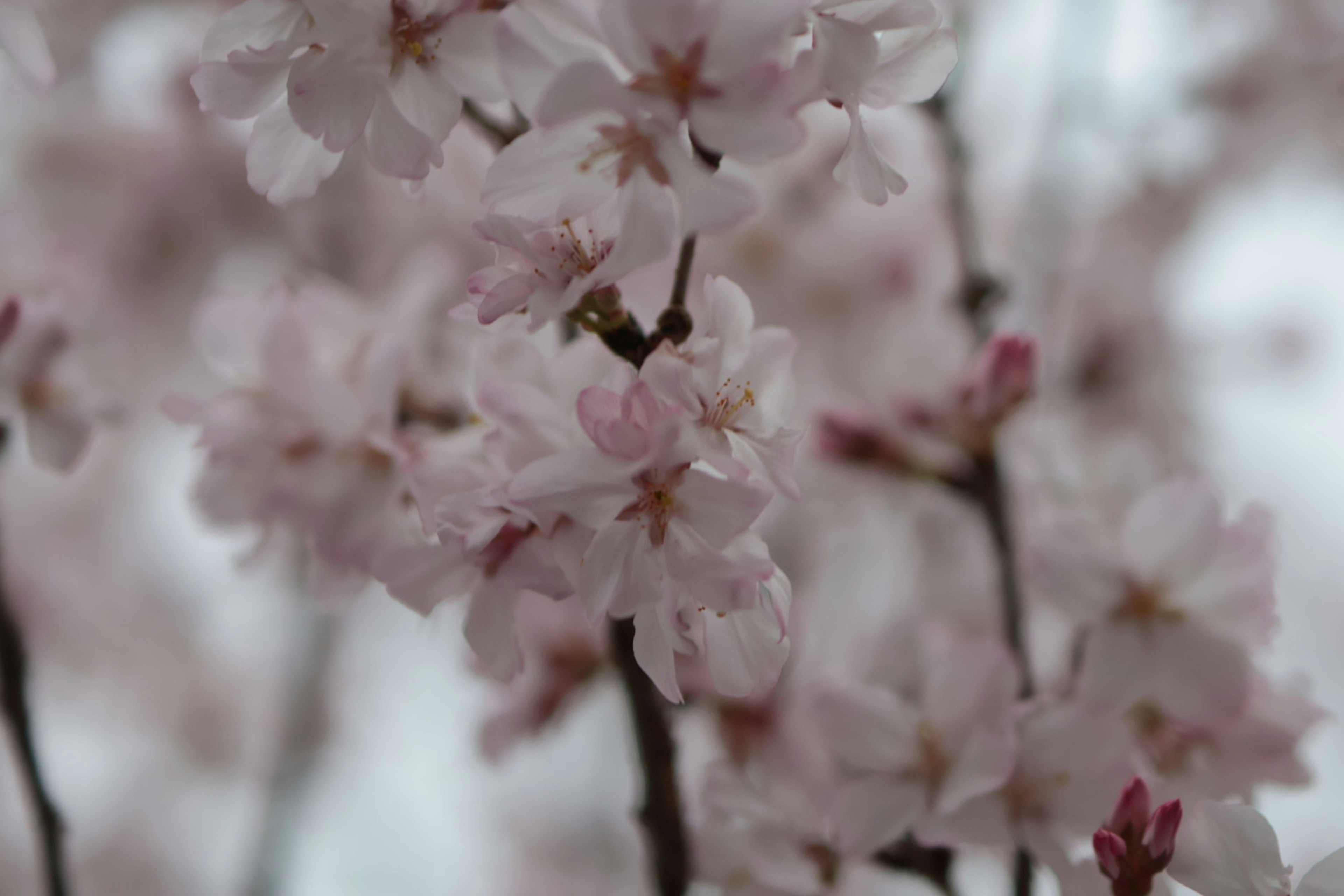 Verschwommene Aufnahme von blühenden Kirschblüten