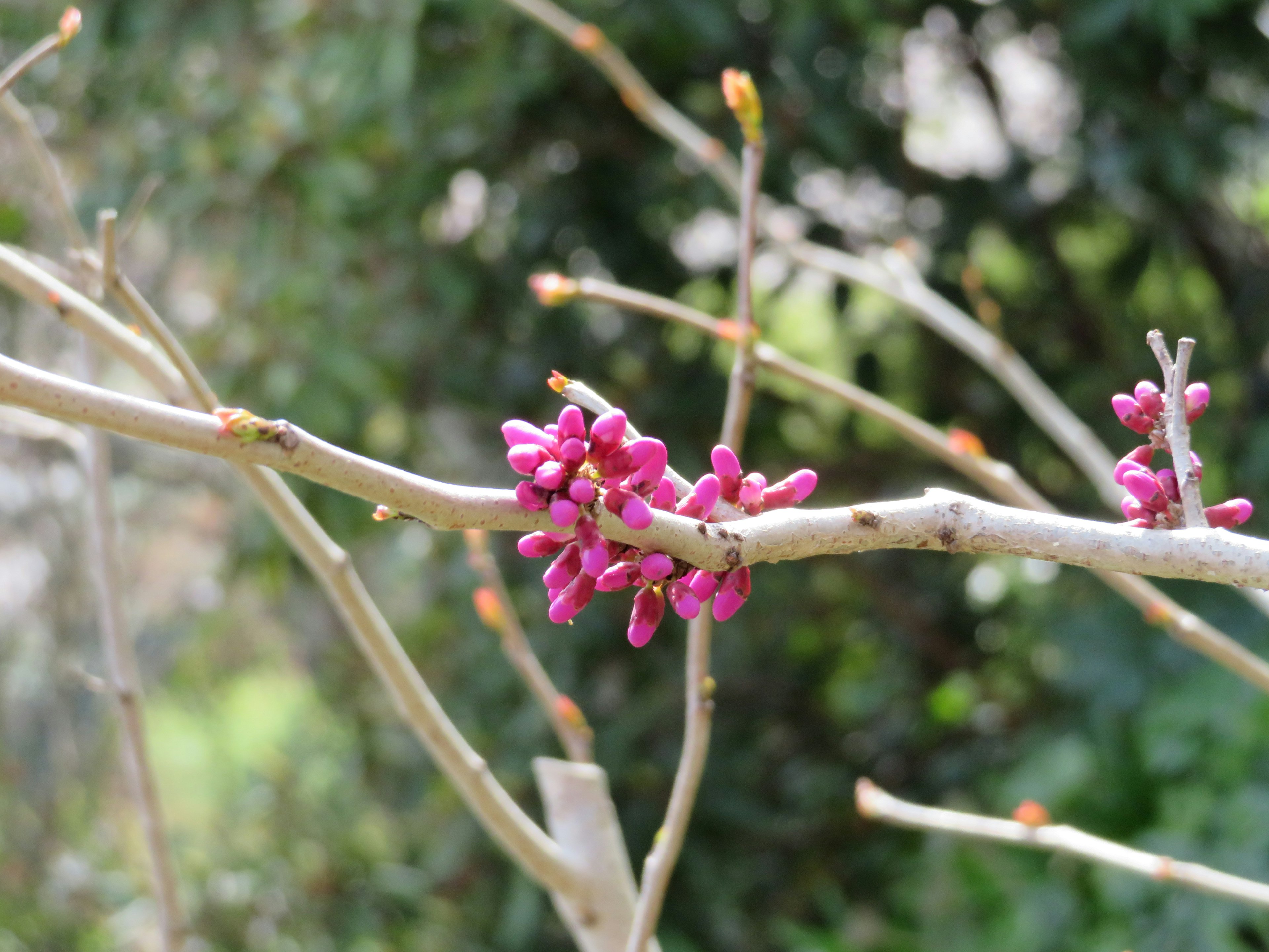 Thin branches with clusters of small pink flowers