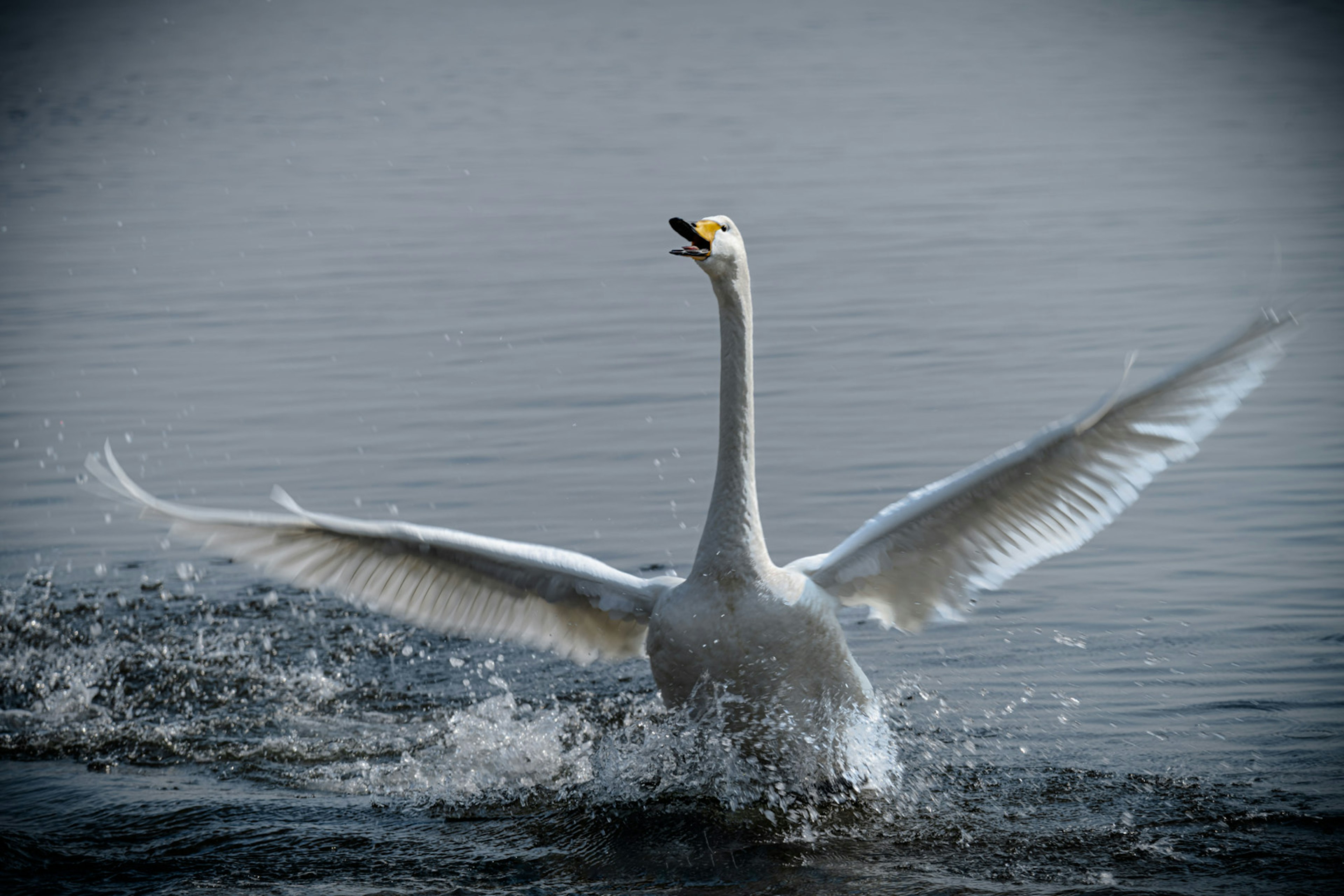 Un cigno che apre le ali mentre nuota sull'acqua