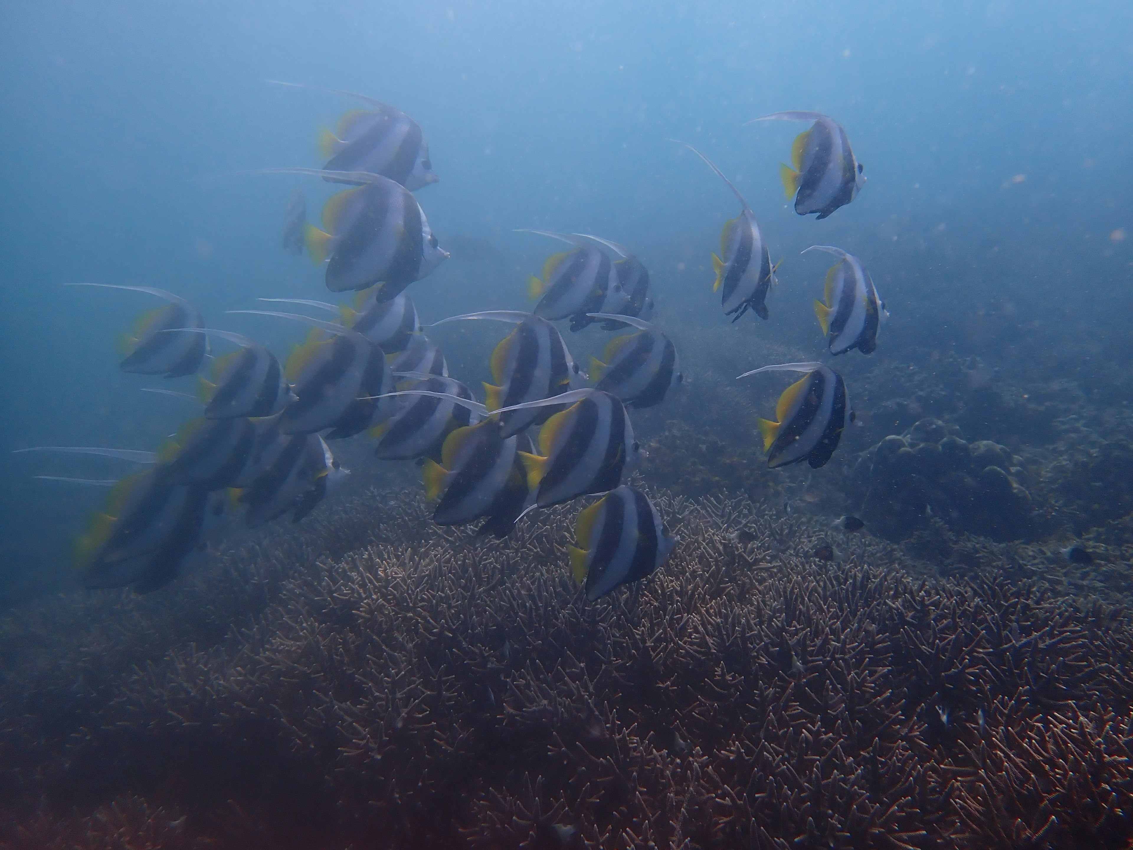 Sekumpulan ikan berenang di air biru dengan latar belakang terumbu karang