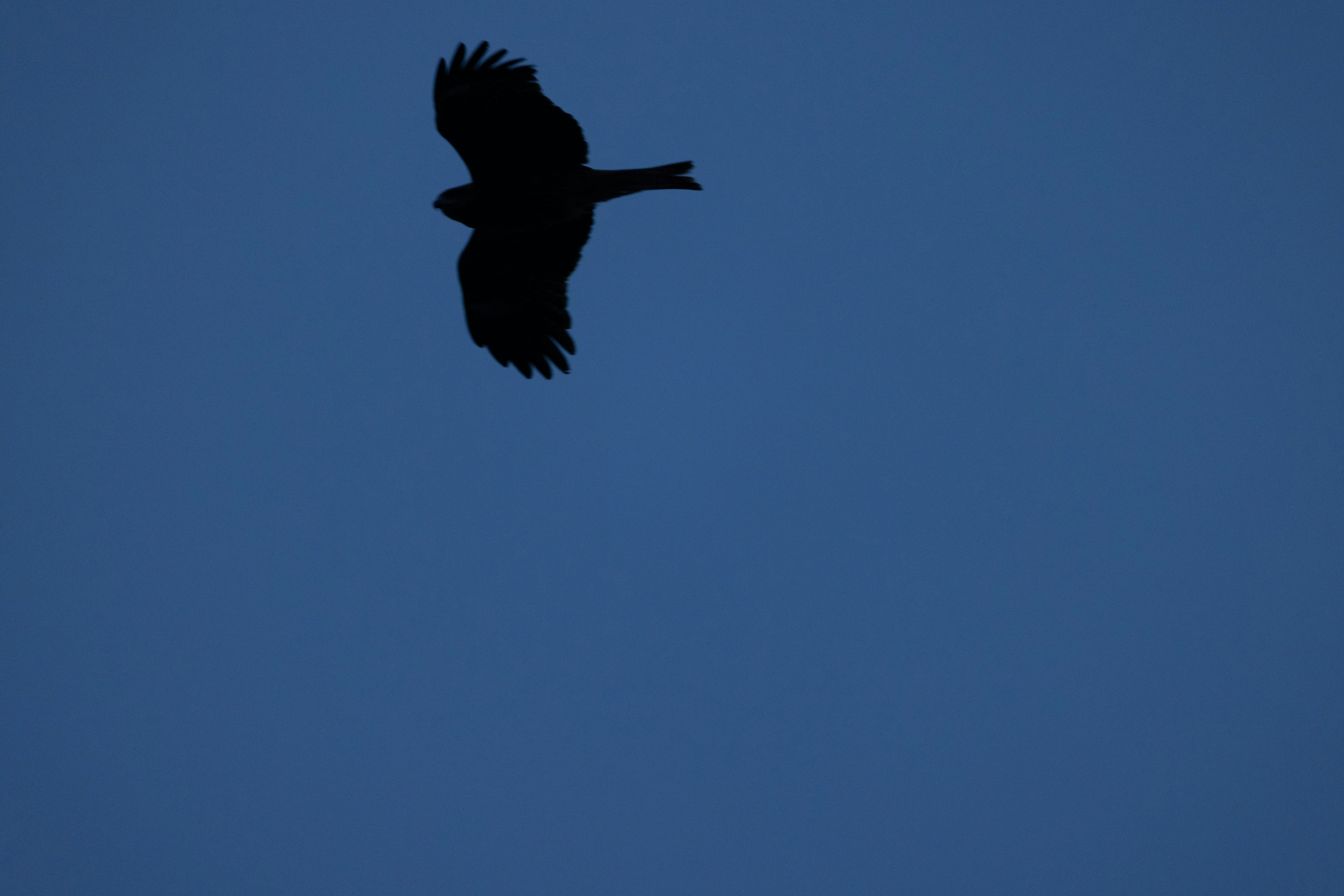 Silhouette eines Vogels, der vor einem blauen Himmel fliegt