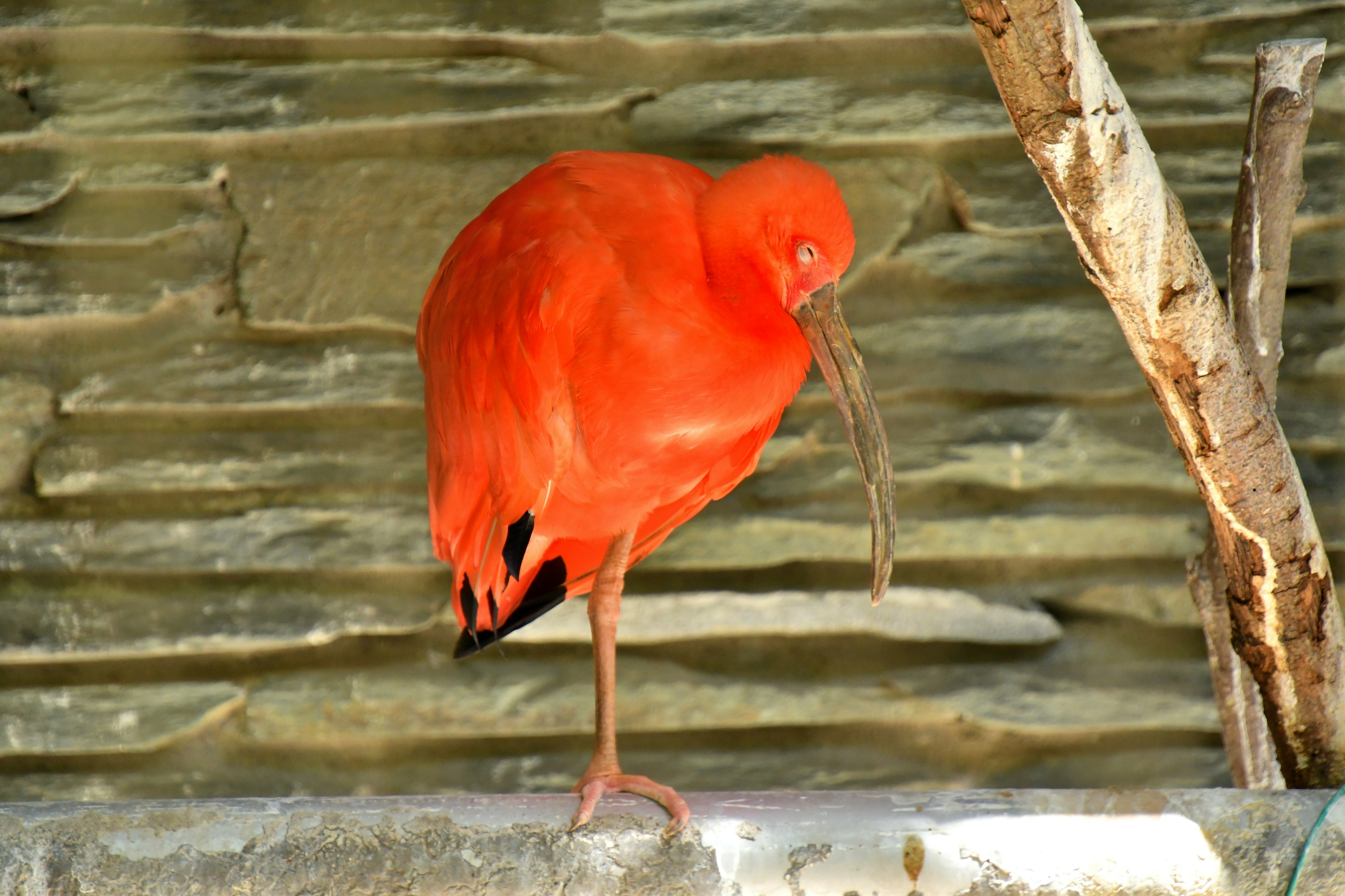 Un ibis rojo brillante de pie sobre una pata con fondo de pared de piedra