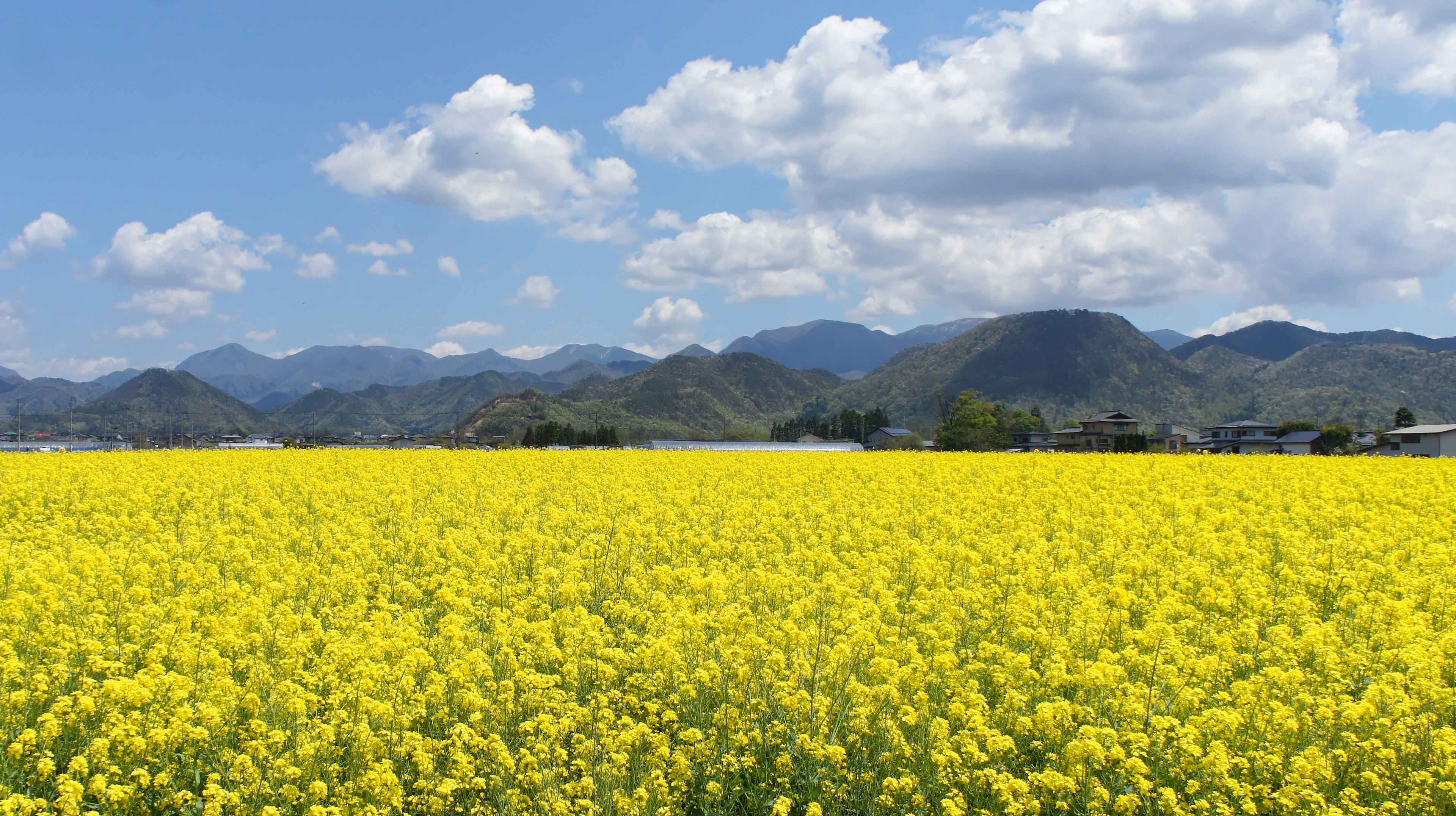 黄色い花が咲く広大な畑と青空の背景