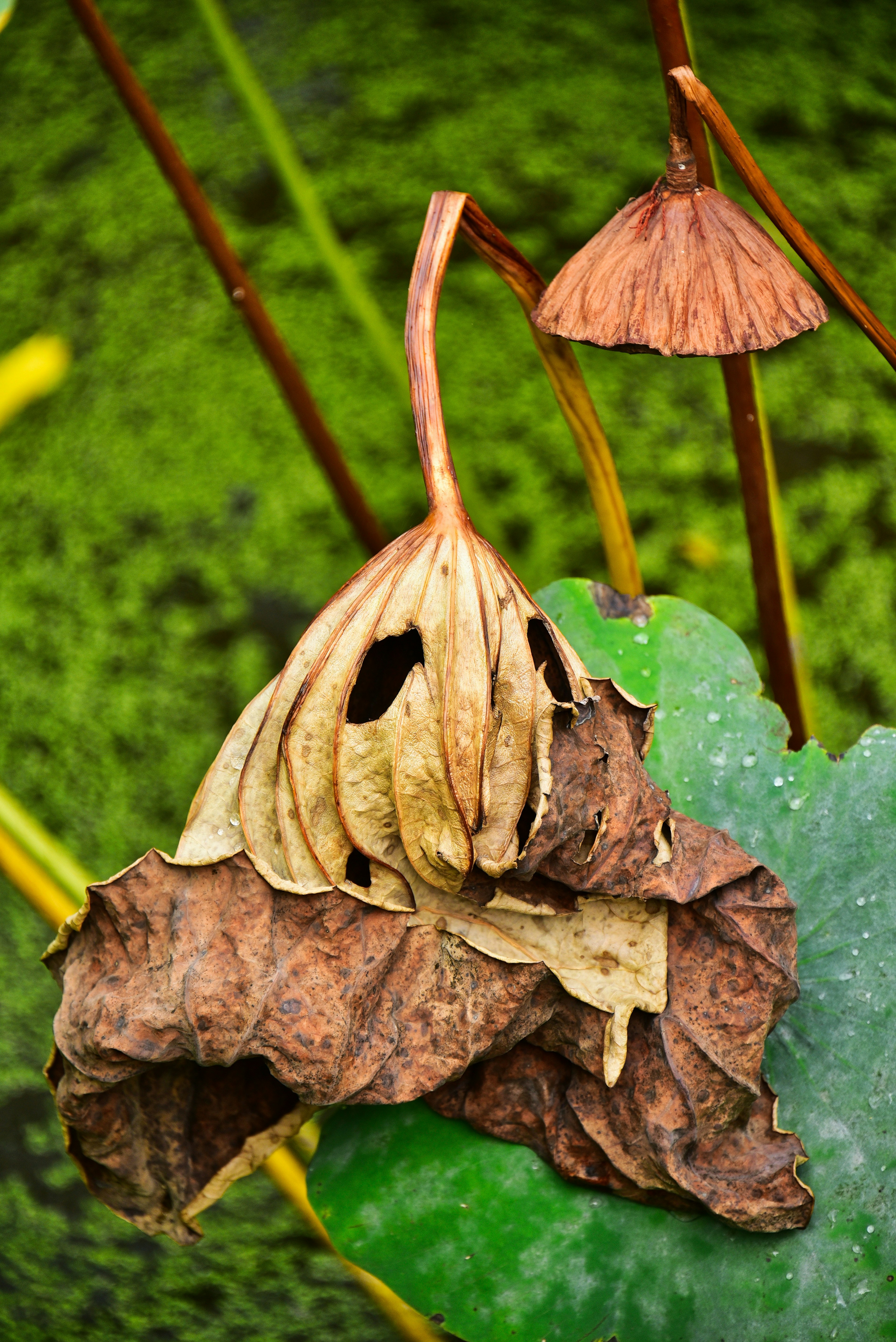 Fleur de lotus séchée et feuilles flottant à la surface de l'eau