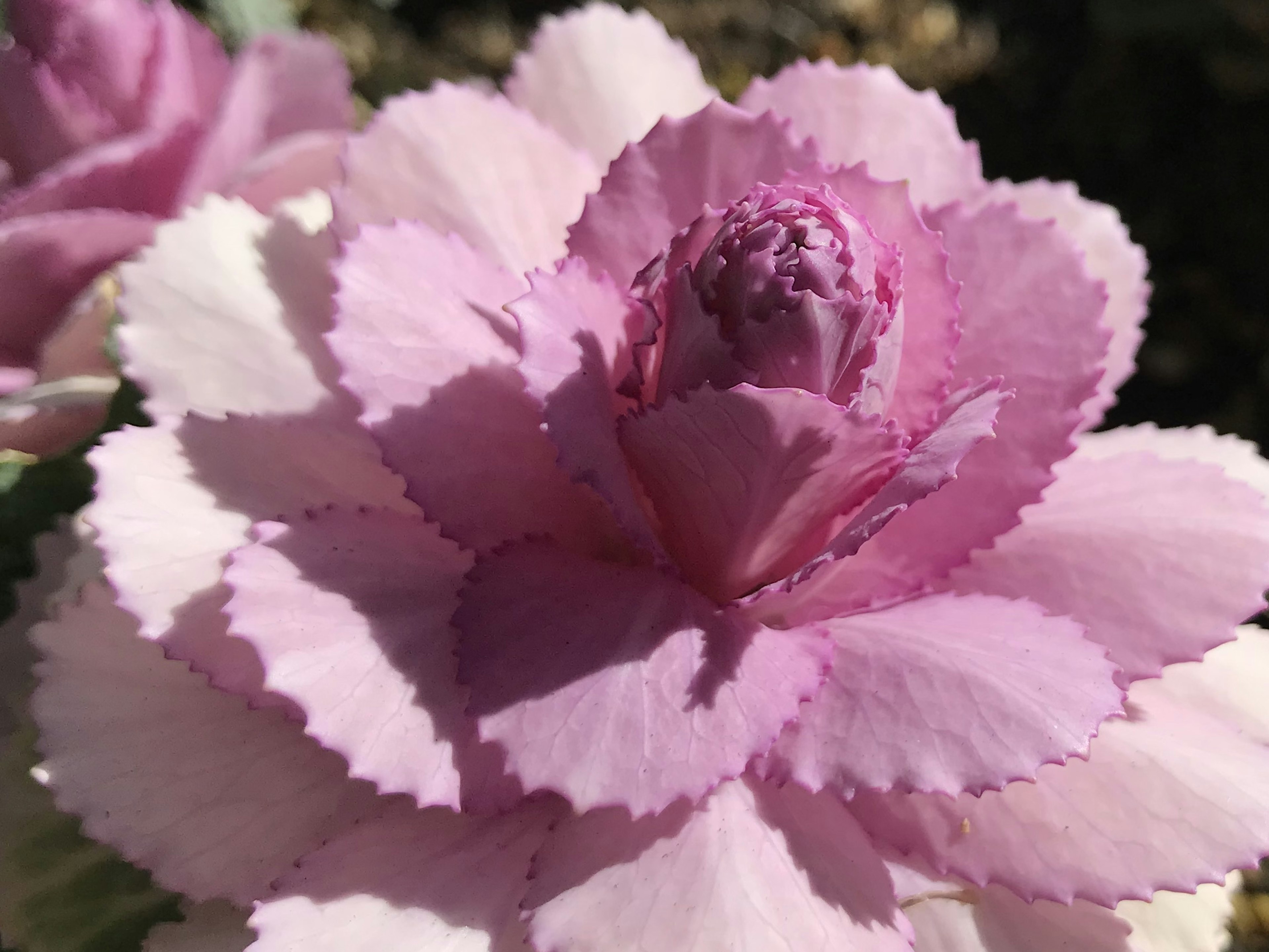 Primo piano di un bellissimo fiore rosa con petali morbidi e un bocciolo centrale