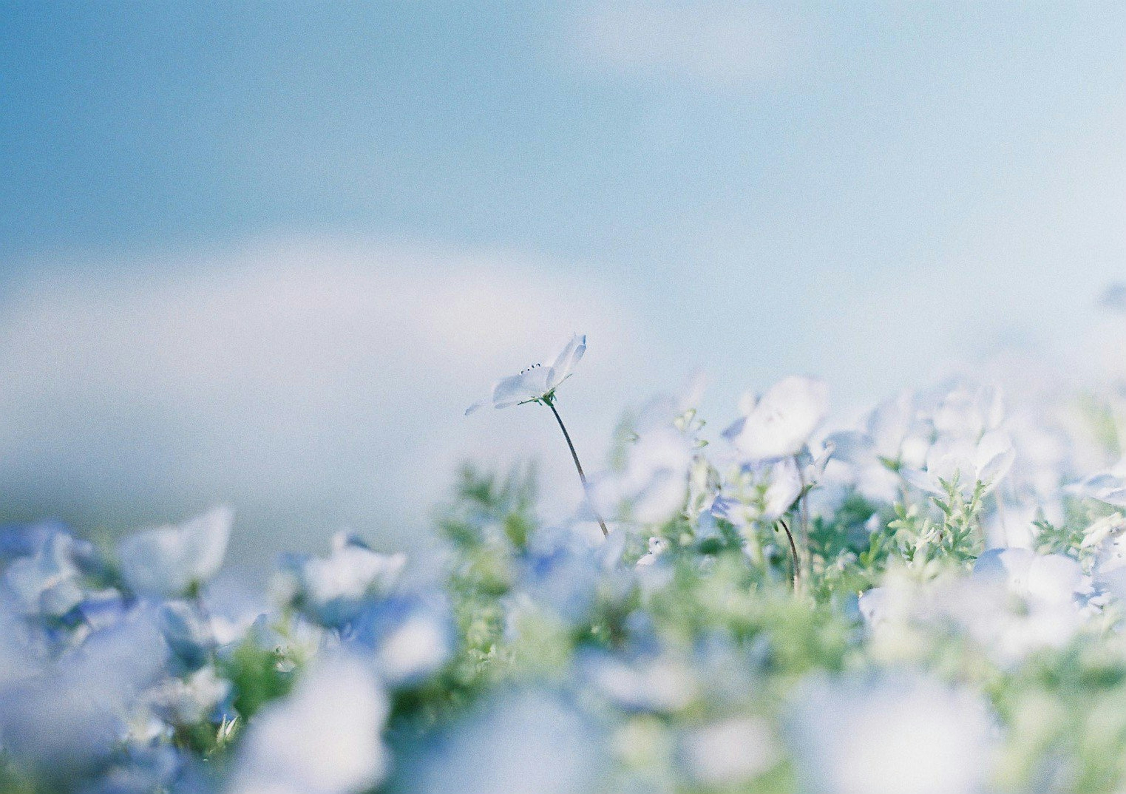 Feld mit weißen Blumen unter einem blauen Himmel