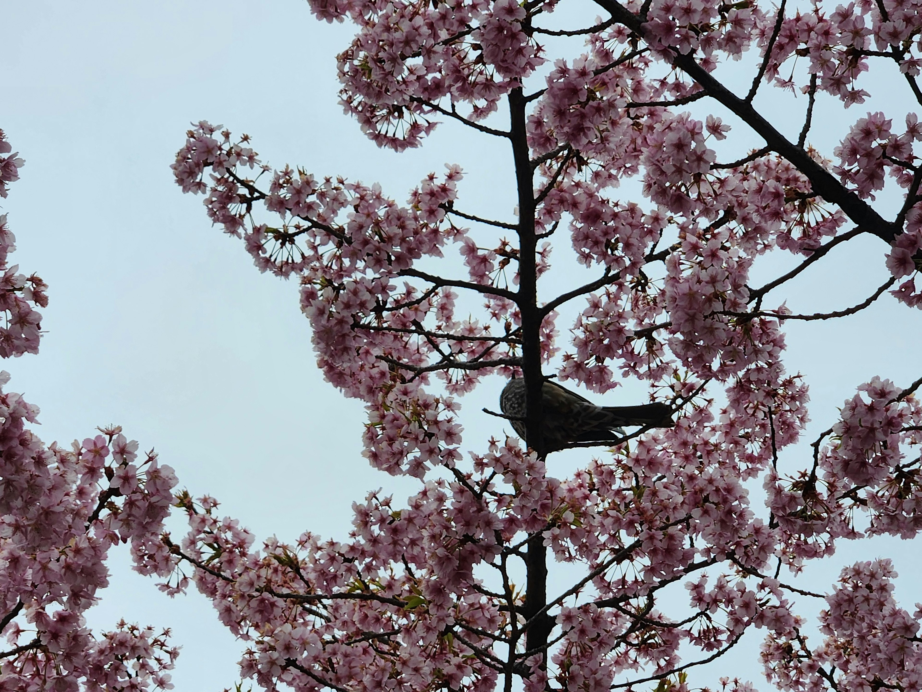 A bird perched among pink cherry blossoms