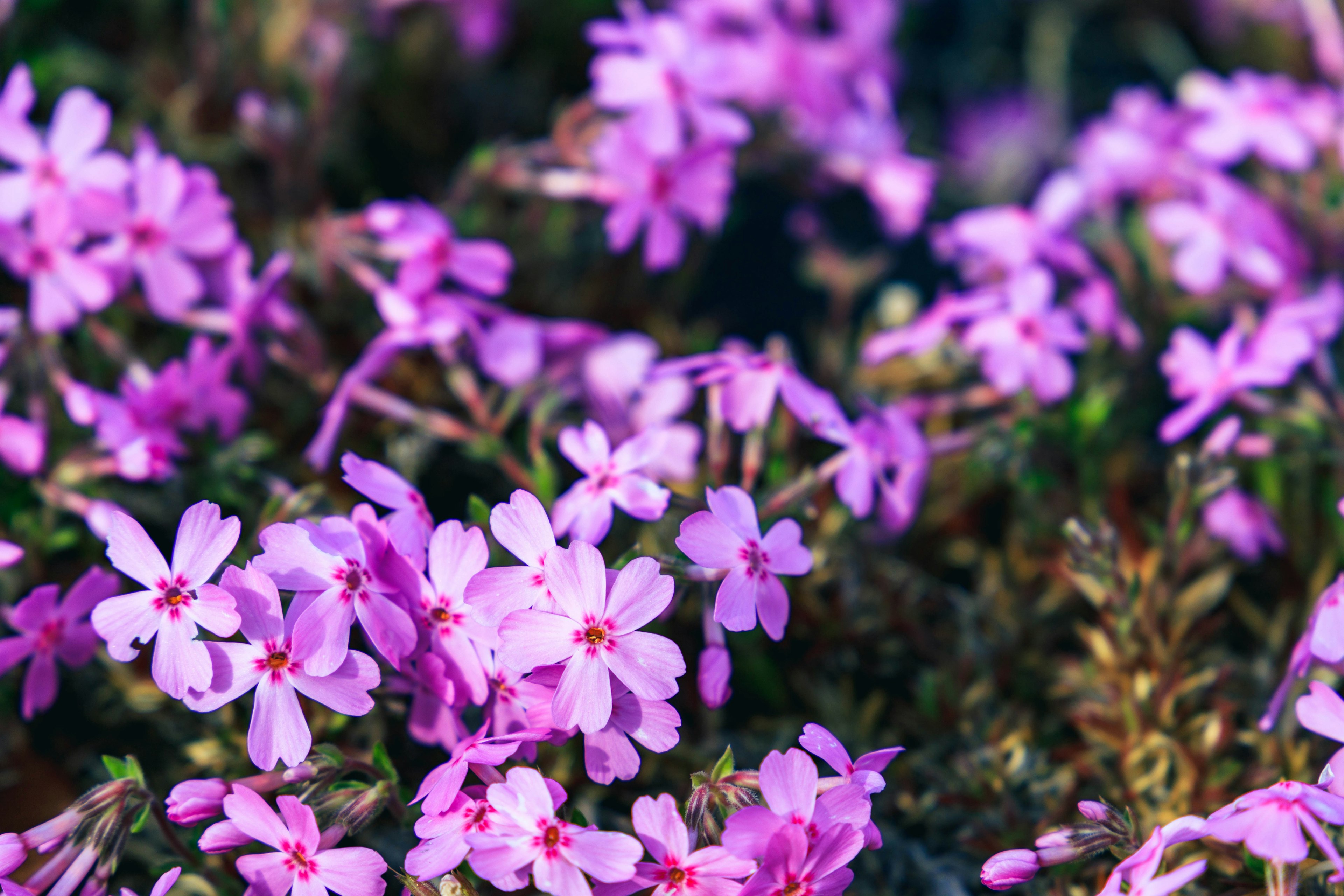 Lebendige lila Blumen blühen in einem Garten