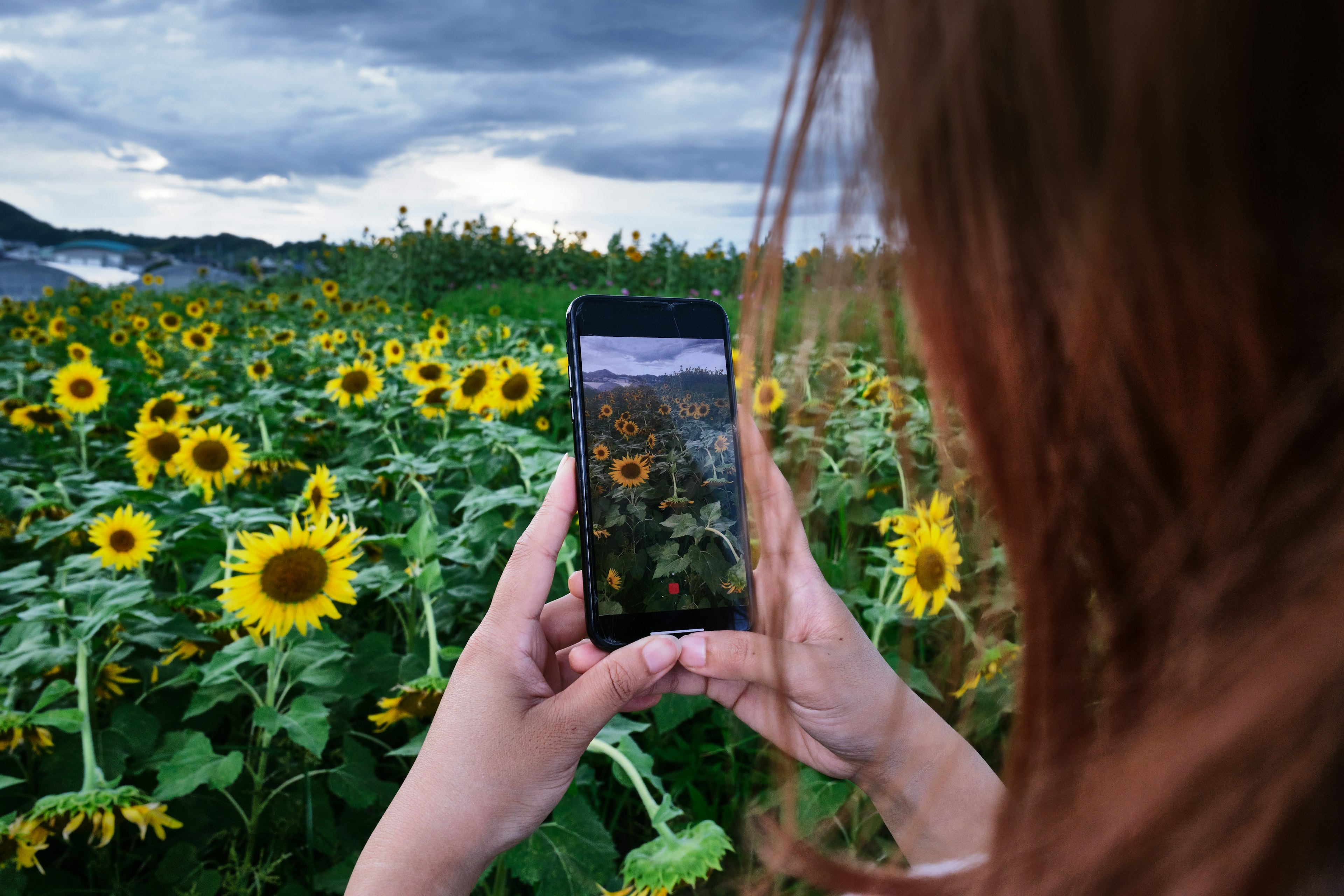 Wanita memegang smartphone di ladang bunga matahari