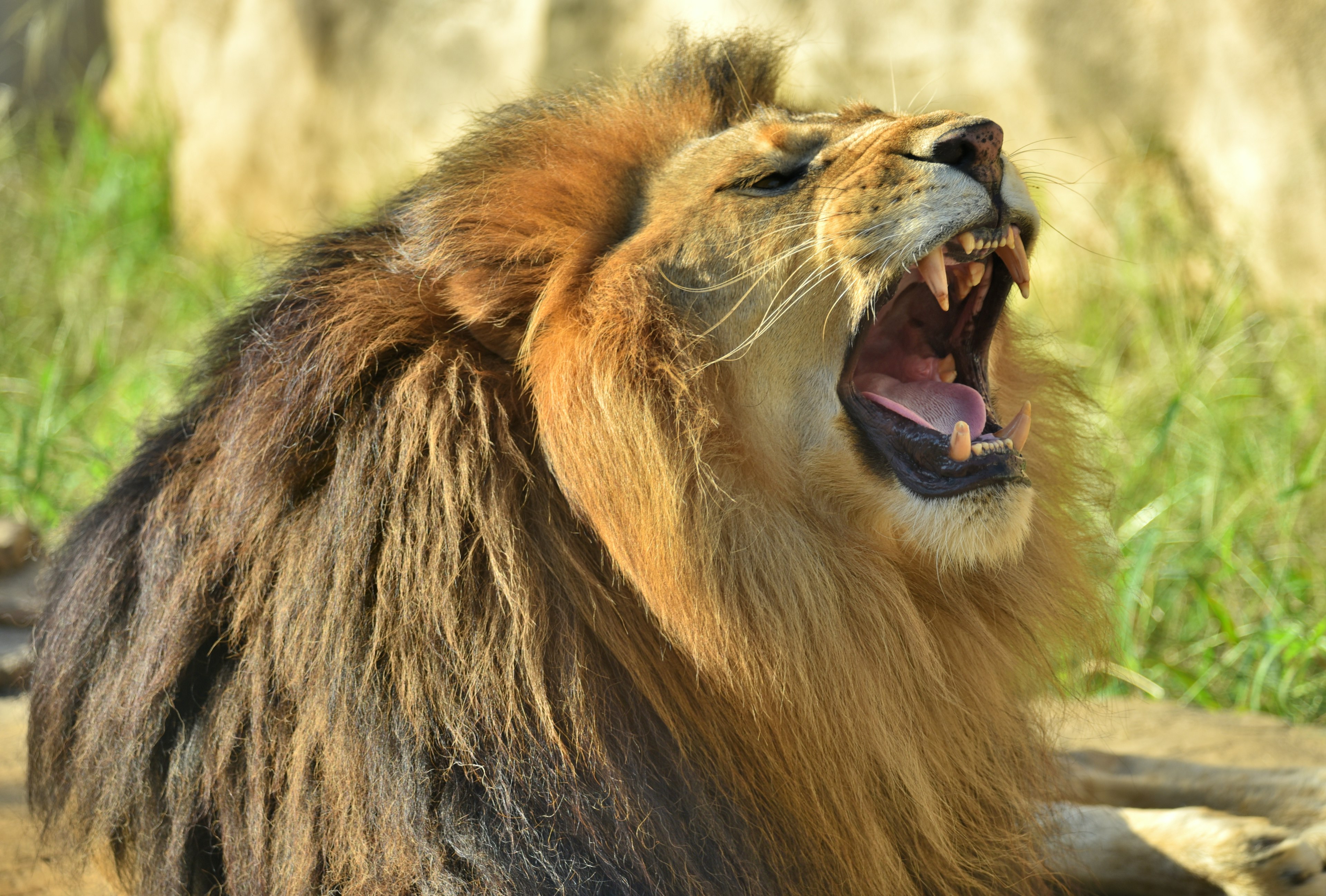 Lion roaring with a rich mane and sharp teeth visible