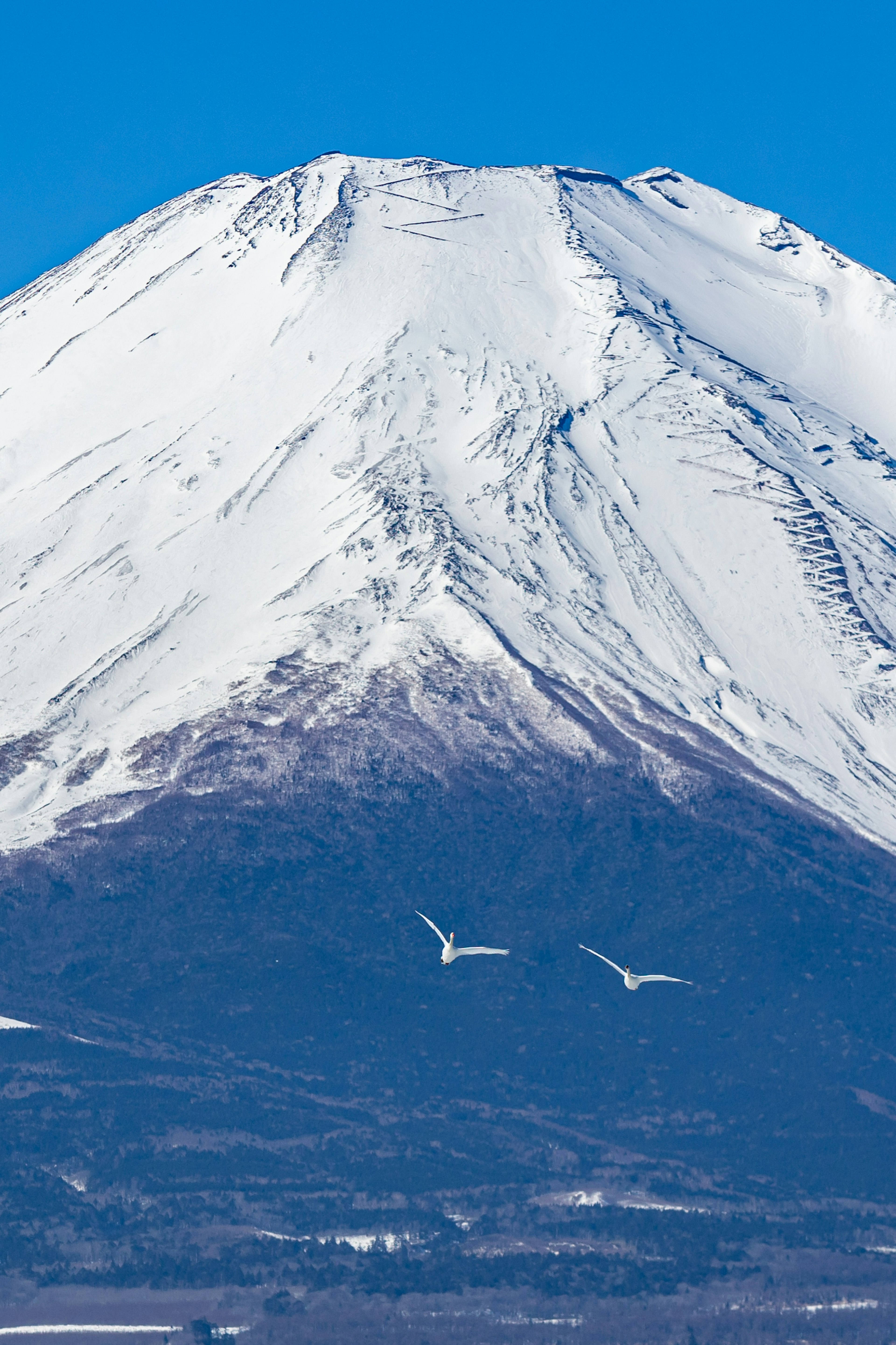 雪に覆われた富士山とその前を飛ぶ白鳥