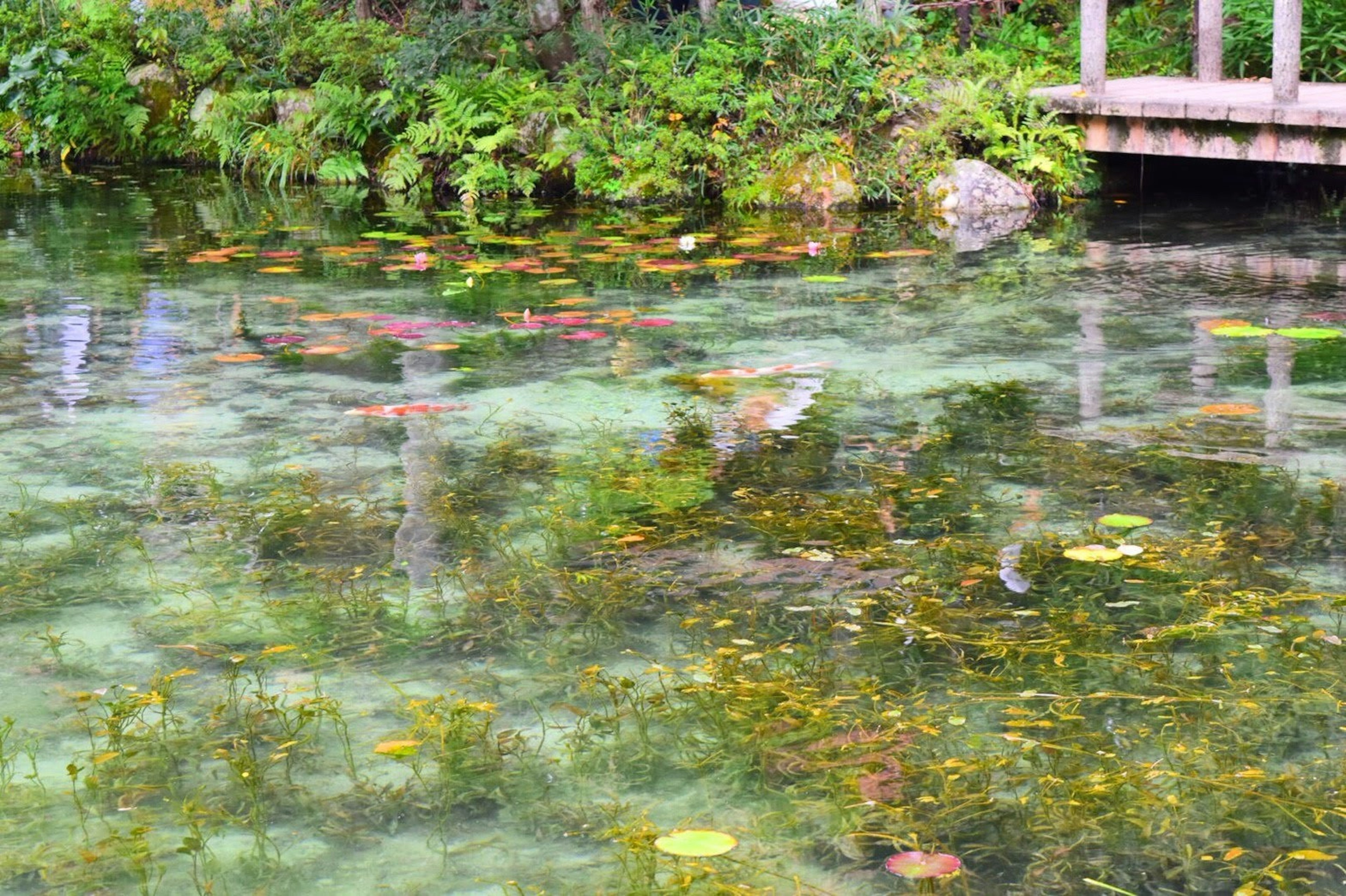 透明な水面に浮かぶ緑の植物とカラフルな水草の景色