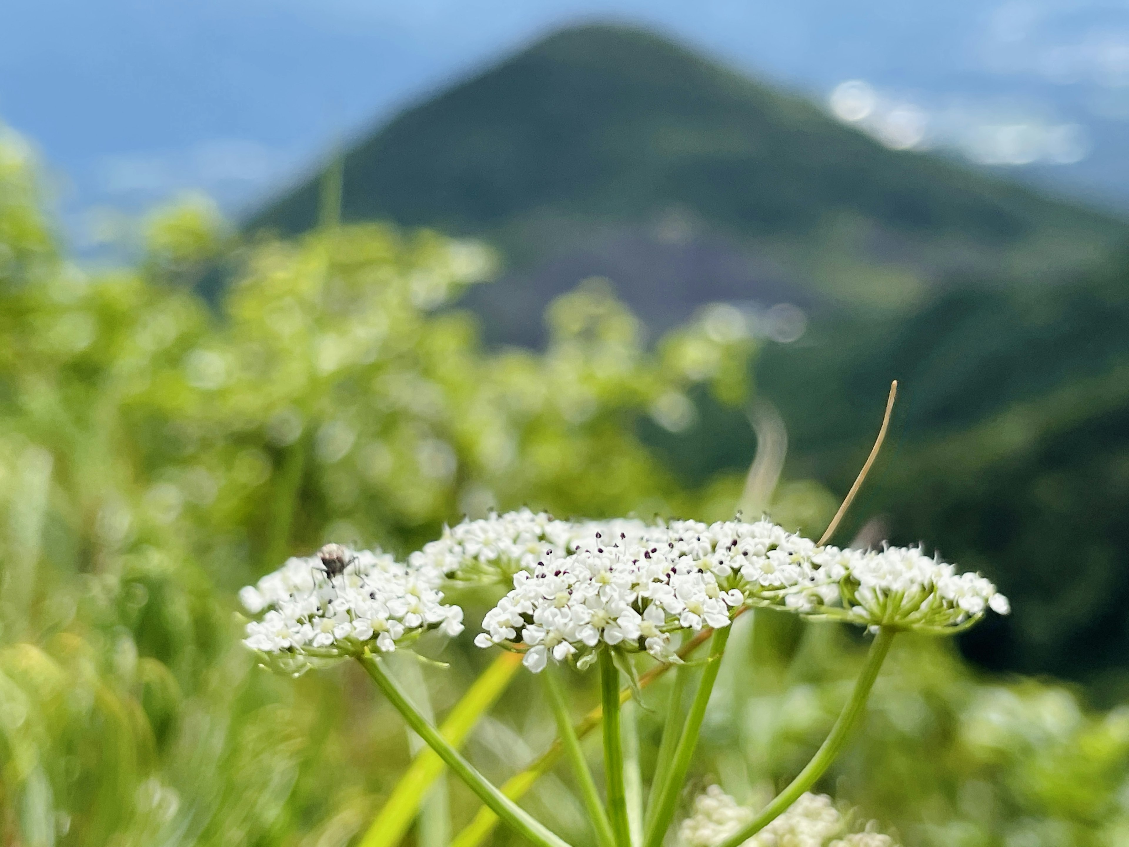 Close-up of white flowers in a grassy area with a mountain in the background