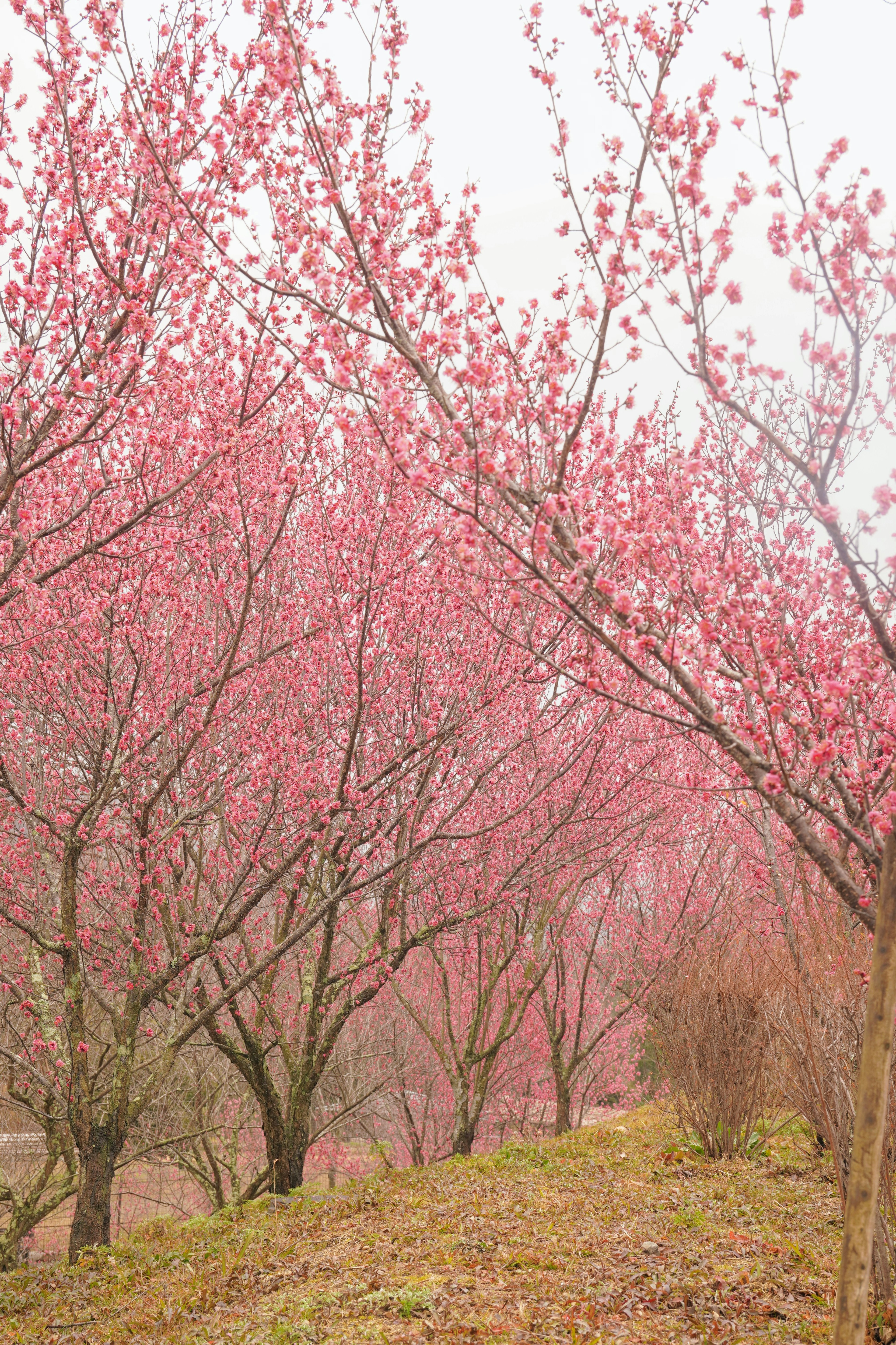 Paesaggio di alberi di ciliegio con fiori rosa chiaro