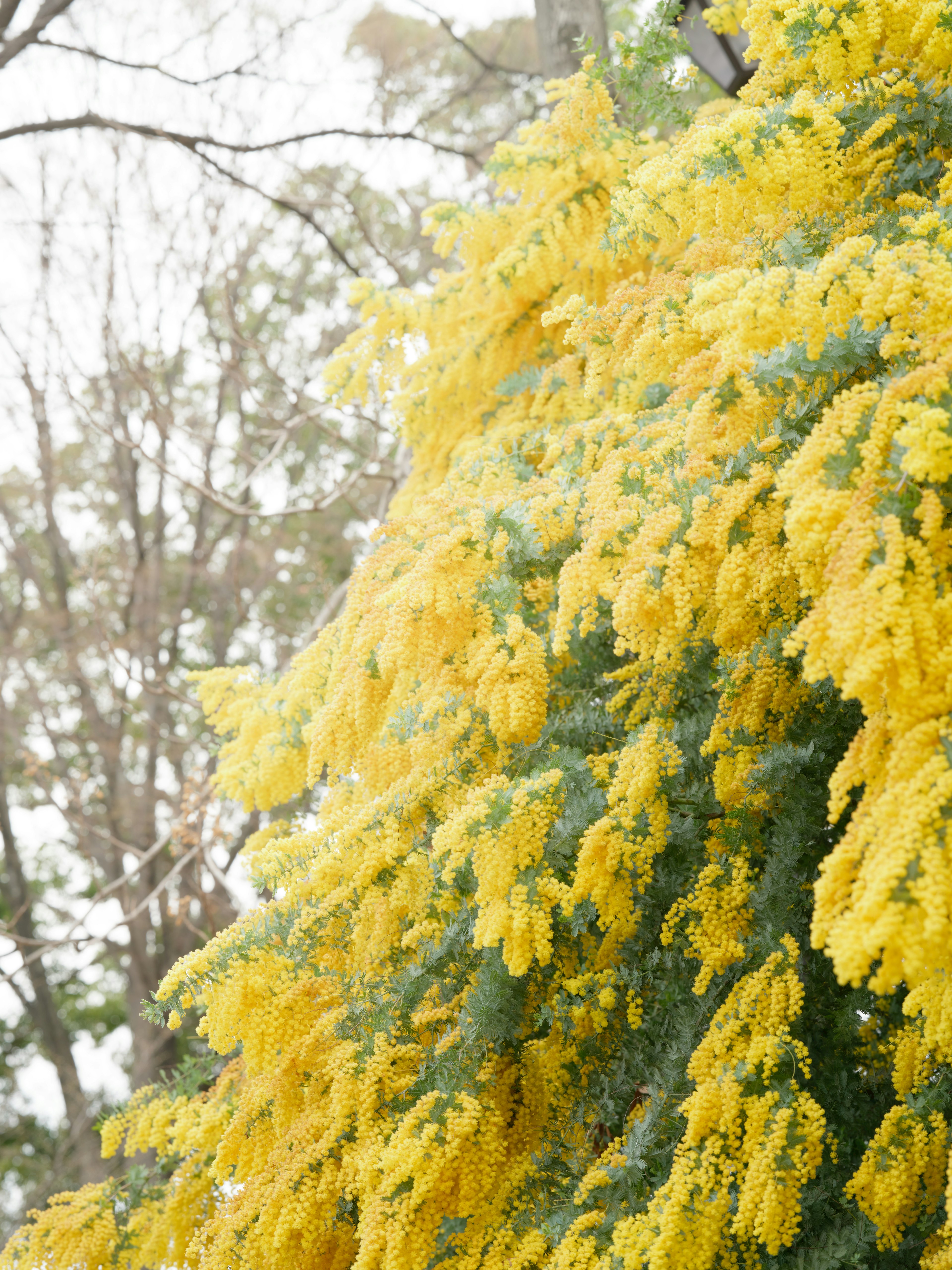 ภาพระยะใกล้ของกิ่งไม้ที่มีดอกไม้สีเหลืองสดใส