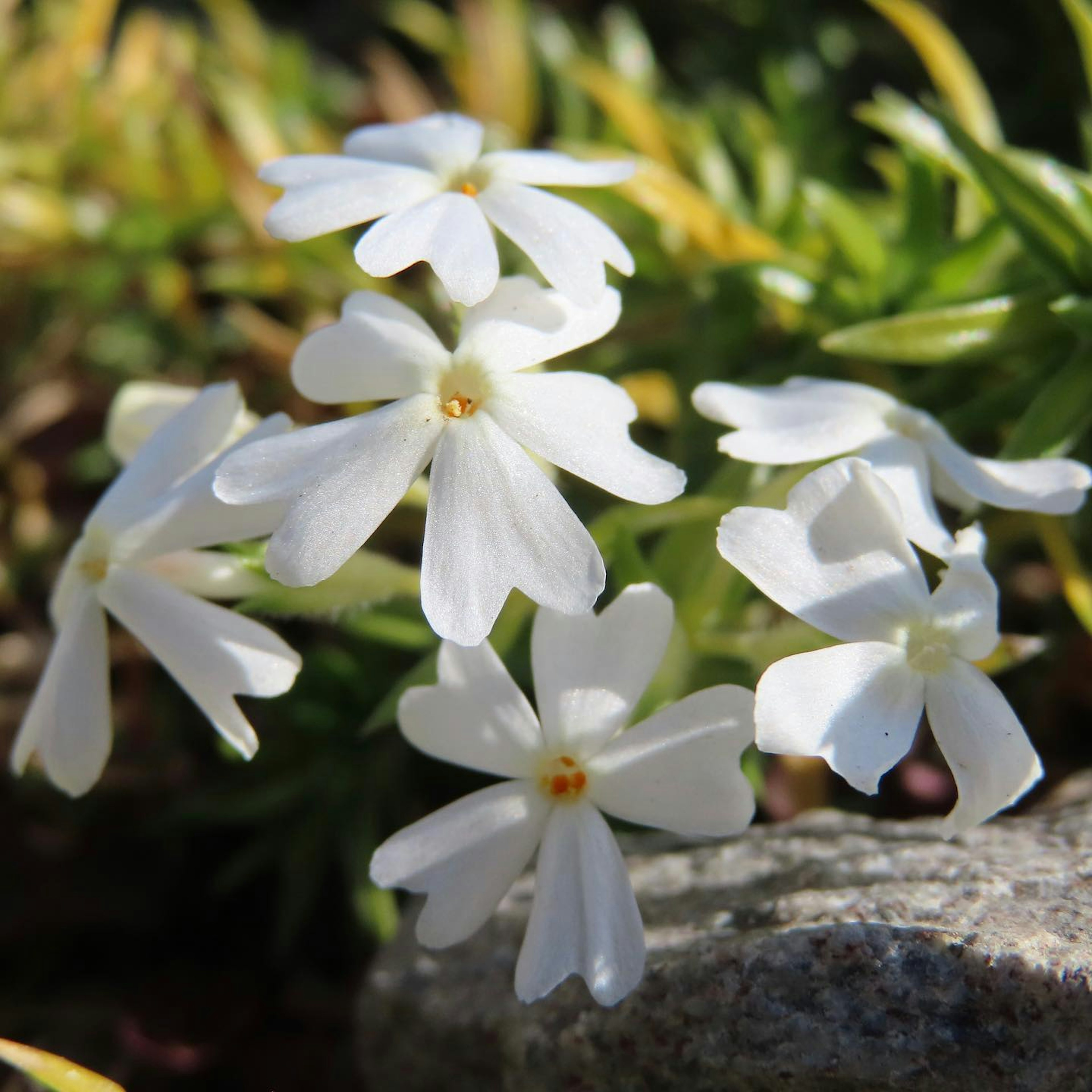 Weiße Blumen blühen neben einem Stein