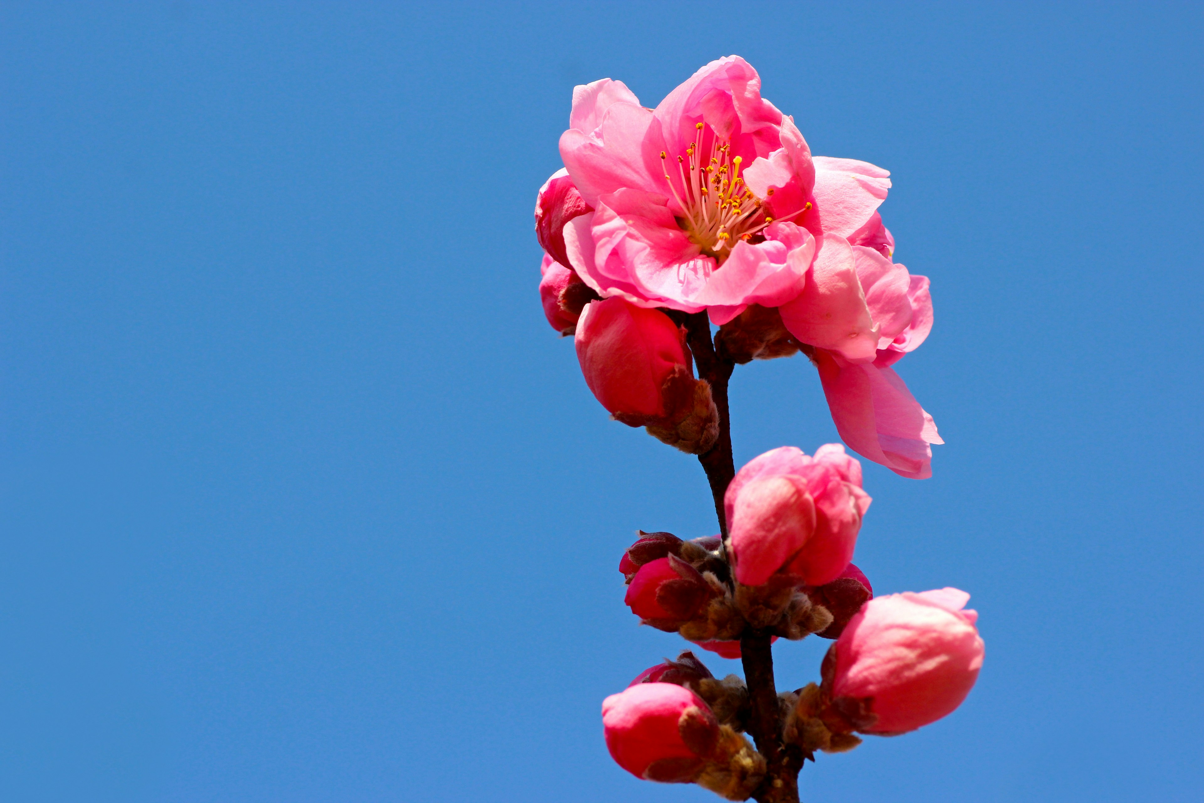 Flor rosa y botones contra un cielo azul